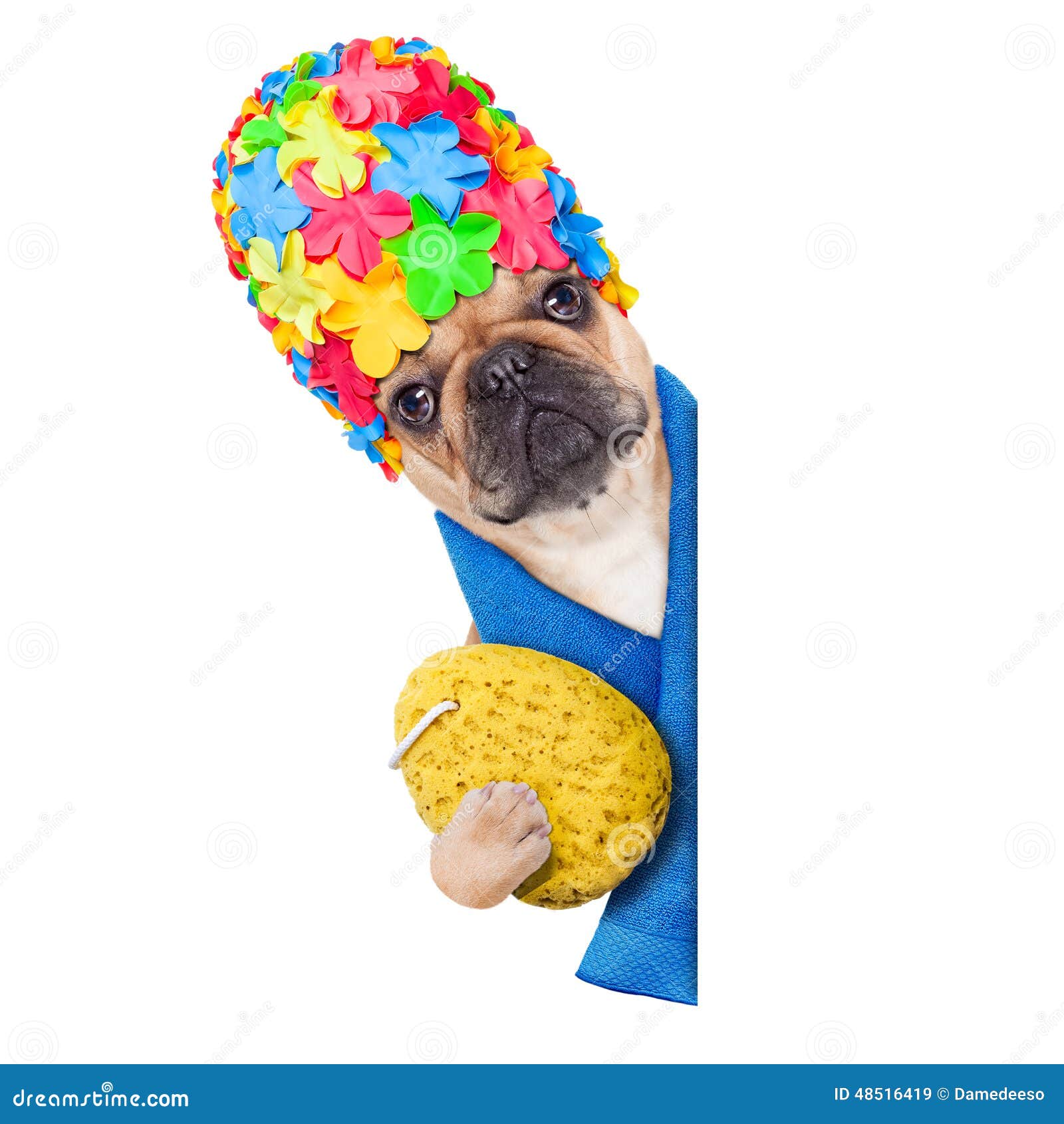 Shower dog. French bulldog dog ready to have a bath or a shower wearing a bathing cap holding a sponge , beside a white and blank banner or placard, isolated on white background