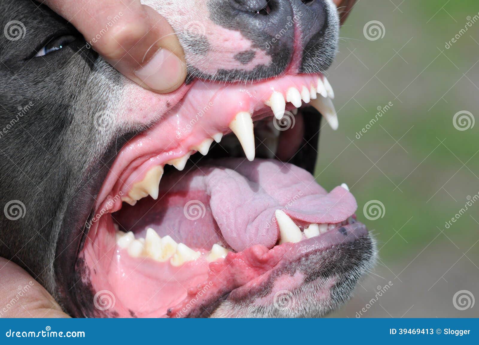 Showing of the jaw of dog stock image. Image of animal 39469413