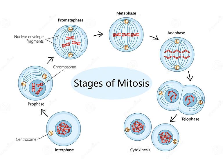 Showing Stages of Mitosis Diagram Medical Science Stock Vector ... Biology Diagrams
