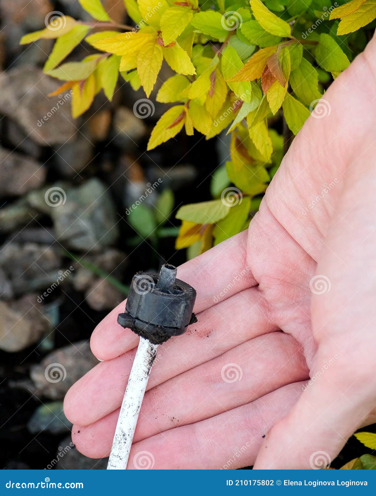Shows a Thin Pipe for Underground Bush Irrigation. Hand in the Ground