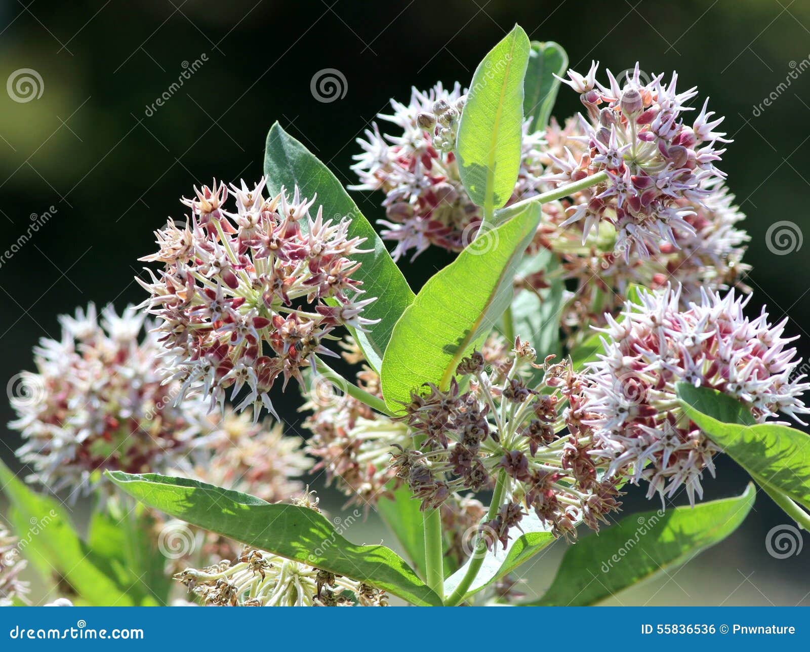 showy milkweed - asclepias speciosa