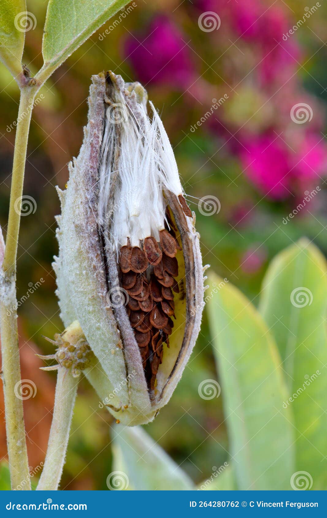 Showy Milkweed Seeds Emerge 02 Stock Photo Image of inside, garden