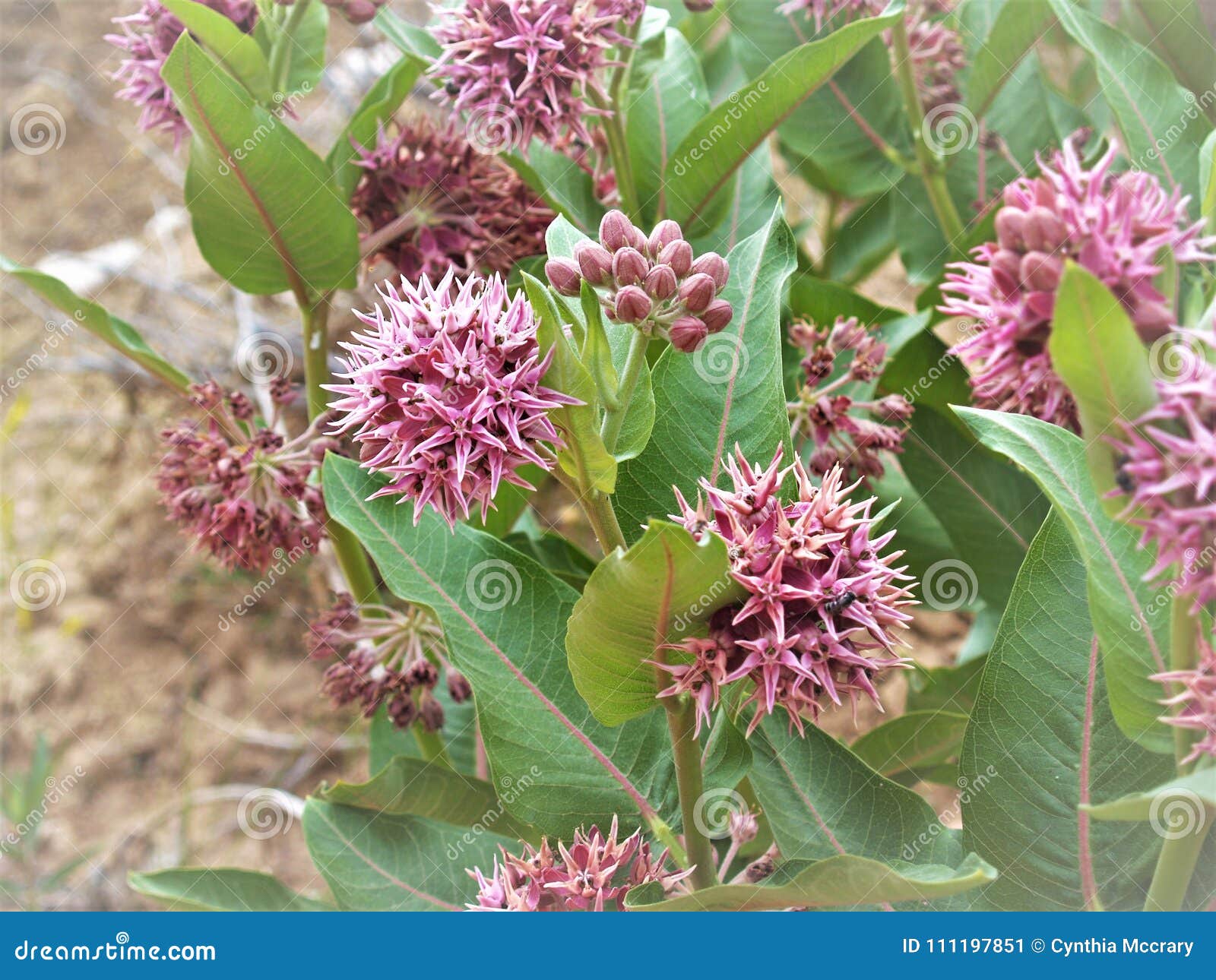 showy milkweed in the utah desert