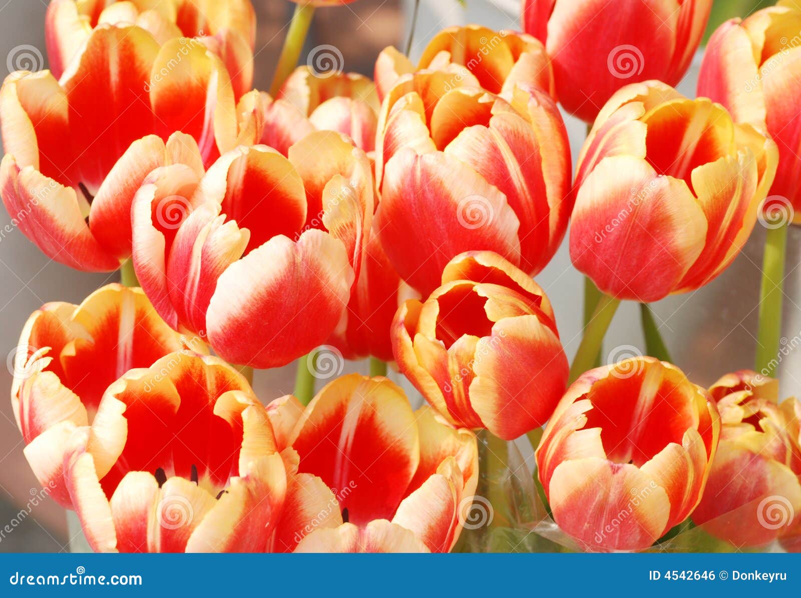 showy tulips