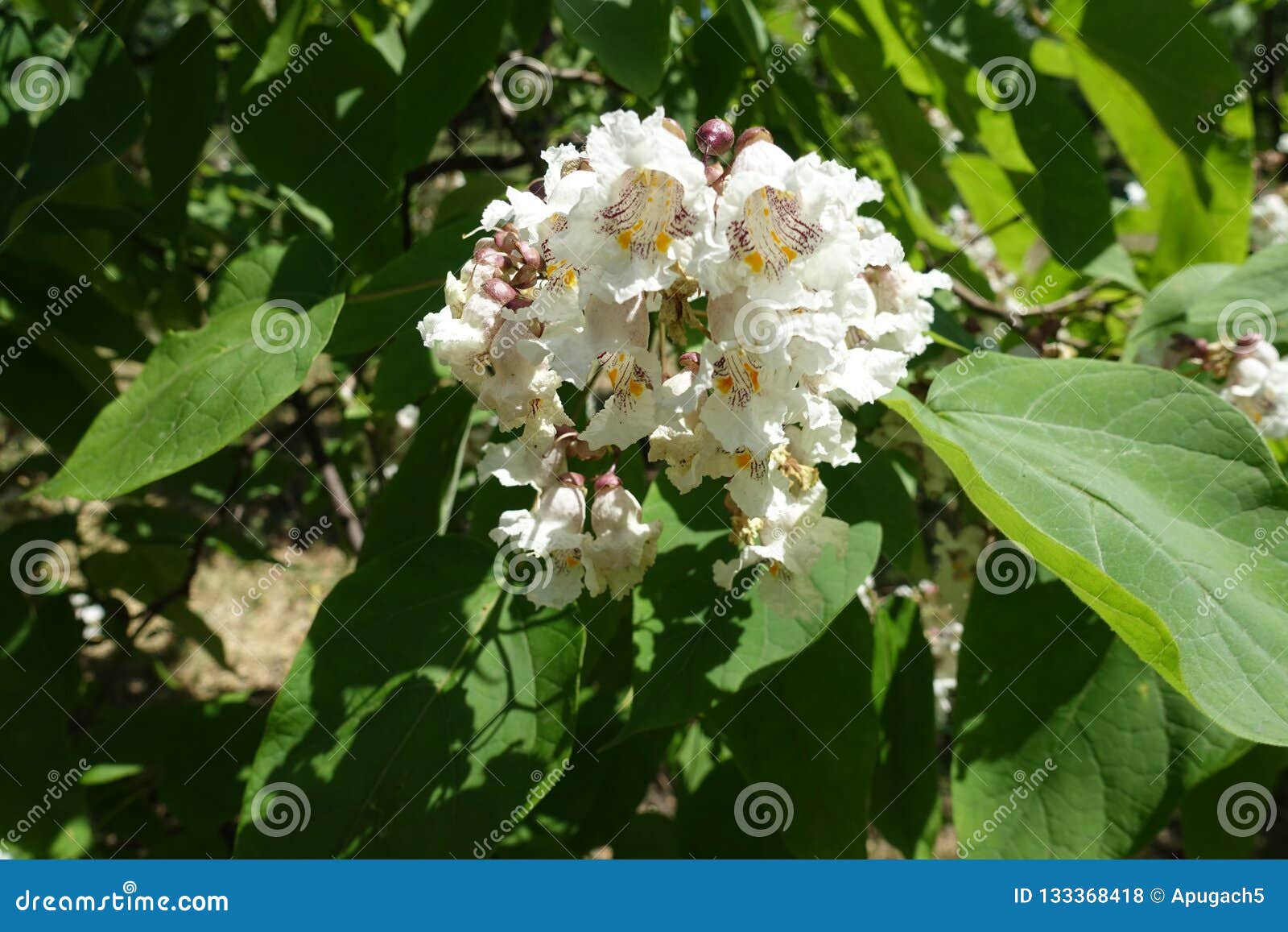 Showy White Flowers of Catalpa in June Stock Photo Image of flowers