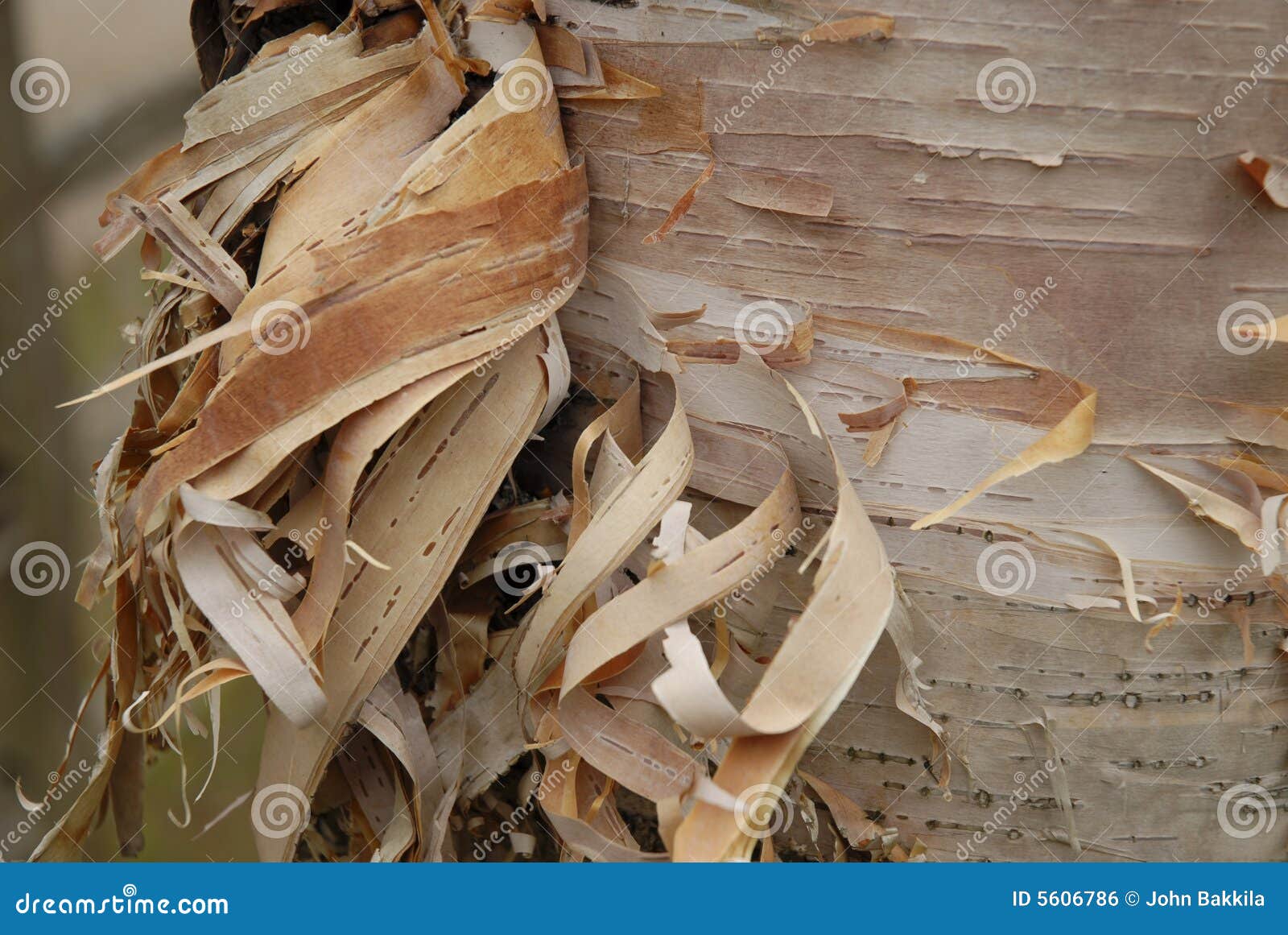 Shredded Birch Bark stock photo. Image of peeling, bark 5606786