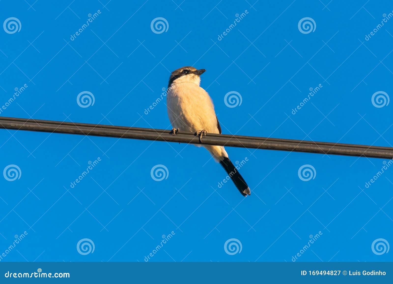 shrike standing on the eletric cable