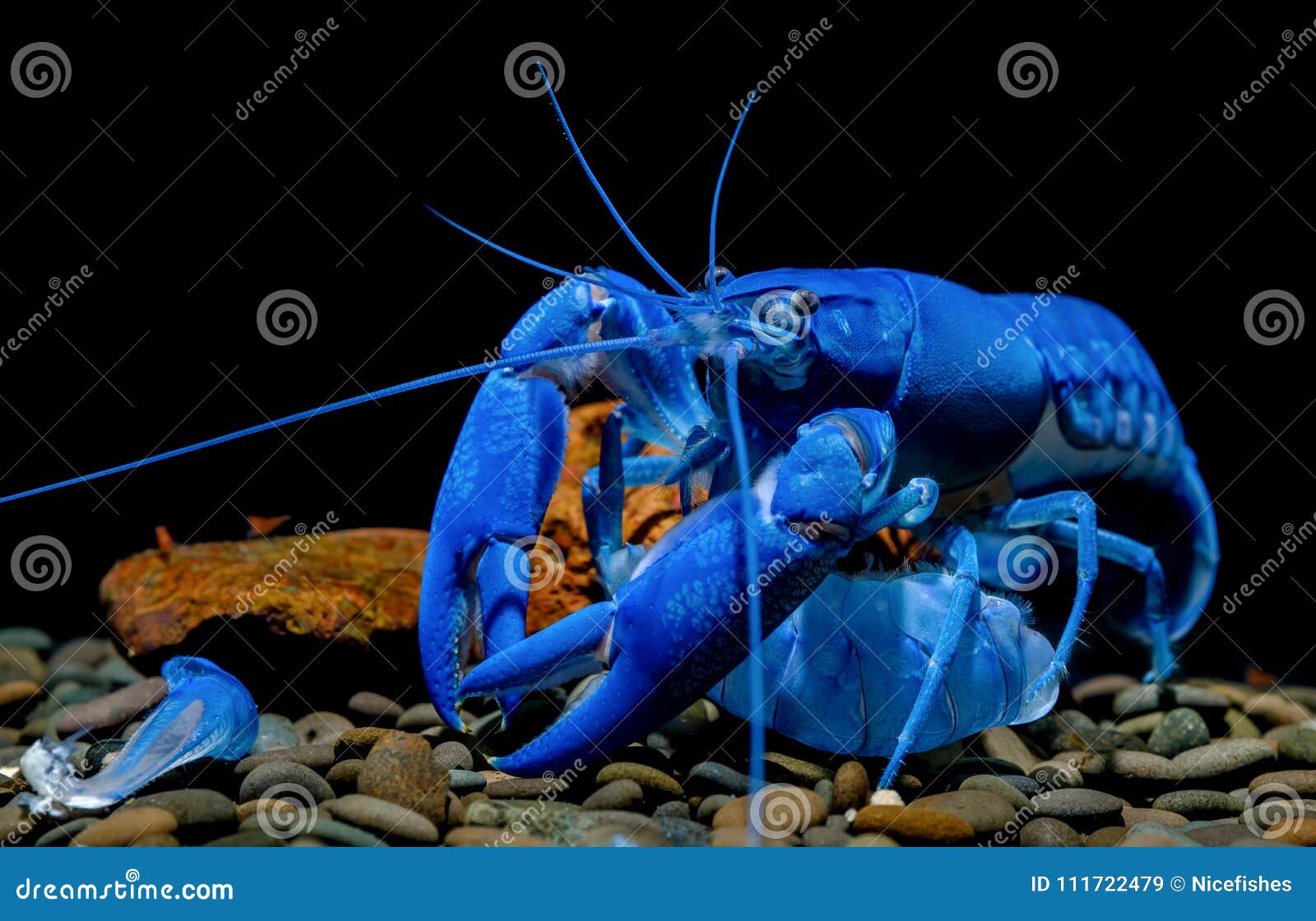 Shrimp Crayfish Lobster Stock Photo | CartoonDealer.com #55108926