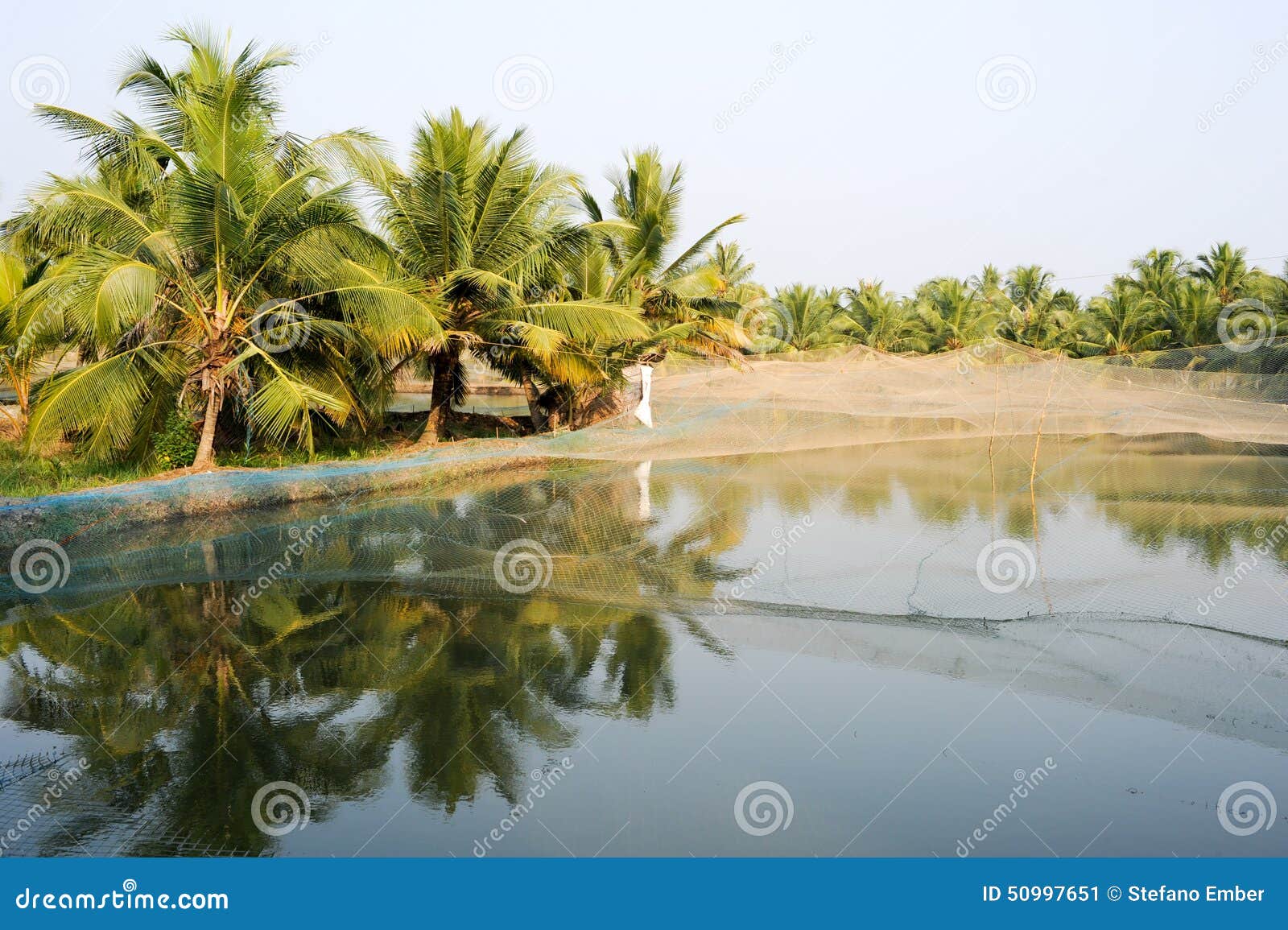 Shrimp Farm on the Backwaters of Kollam Stock Image Image of nature