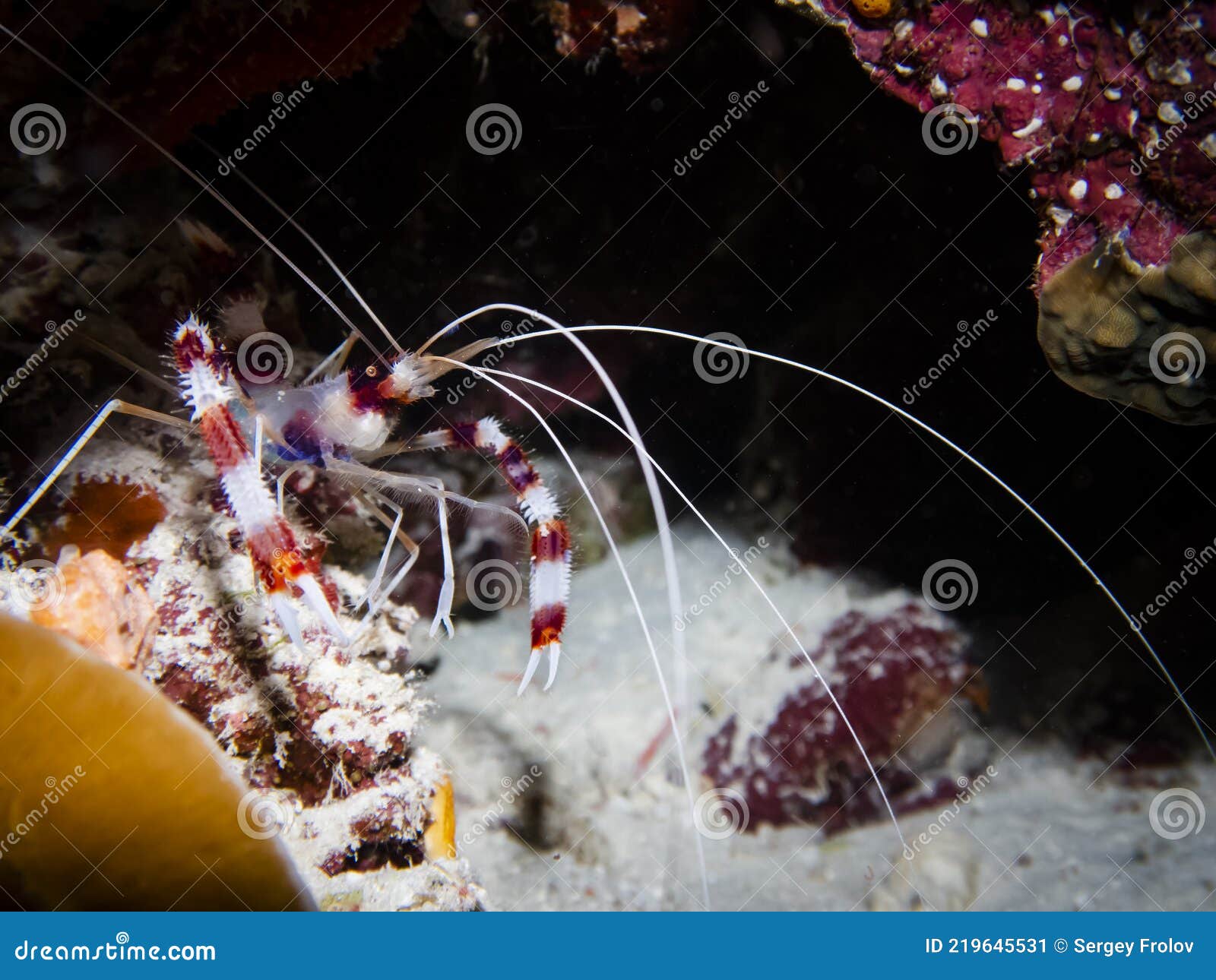 Shrimp with Long Antennas among the Corals at the Bottom of the Indian