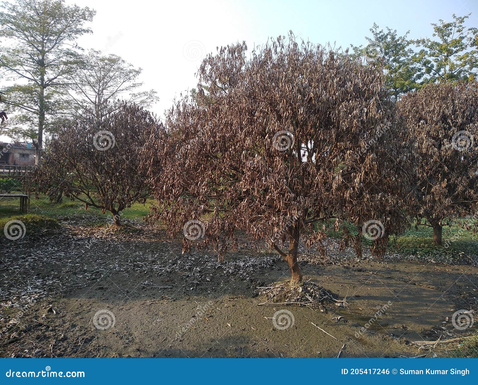 shrivelled mango tree due to any reason in madhubani bihar india asiya
