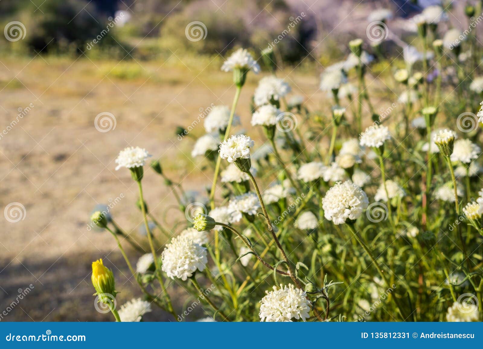 shrub of chaenactis fremontii fremont`s pincushion or desert pincushion wildflower, anza borrego desert state park, california