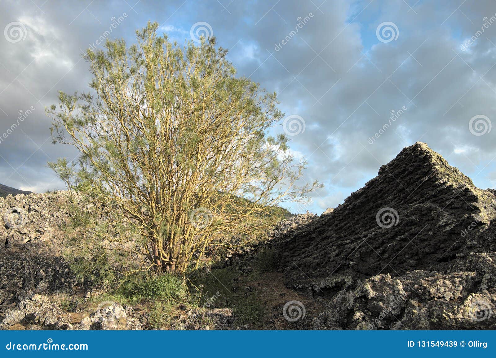 shrub of etna broom on ancient lava cooled in etna national park