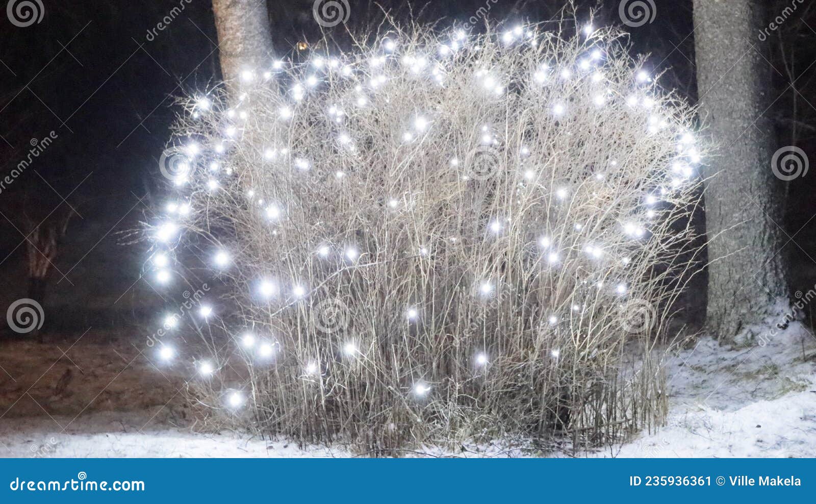The Shrub is Lit by Christmas Lights Stock Image Image of xmas, shrub