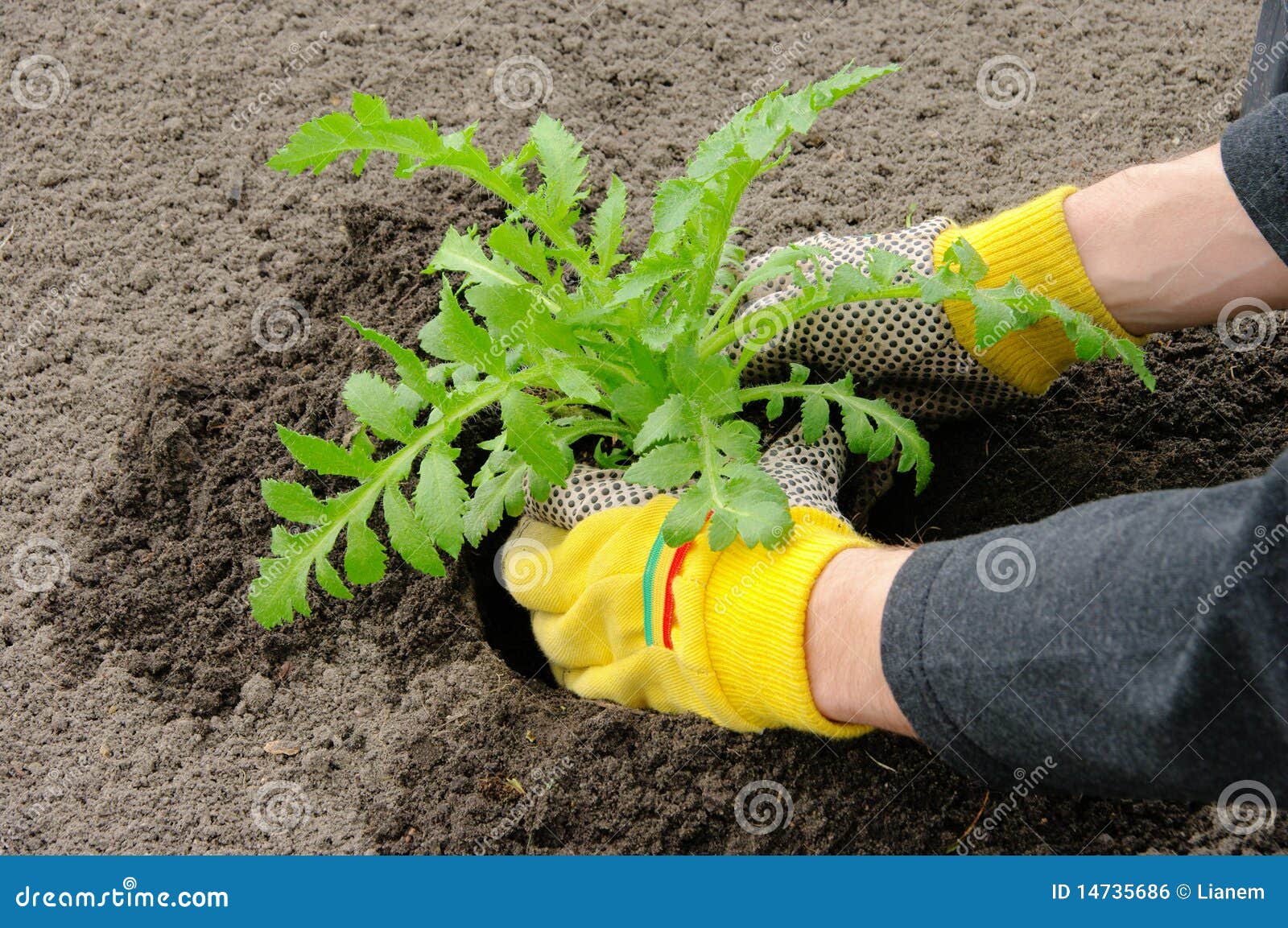 Shrub planting stock photo. Image of rockery, tool, green 14735686