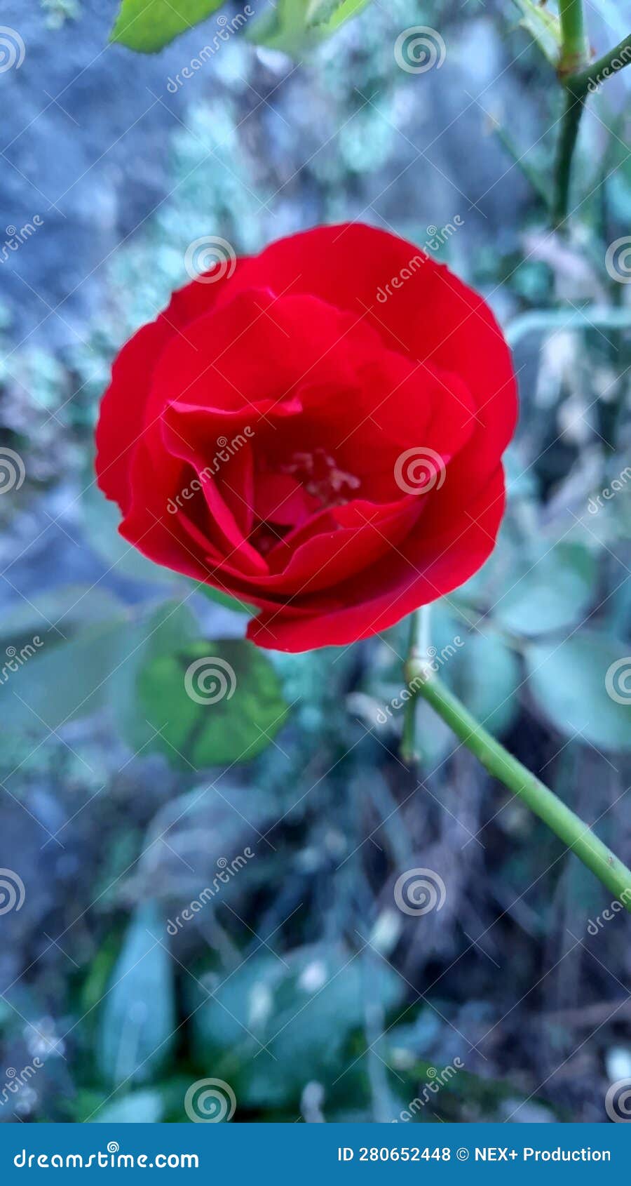 rosa chinensis (chinese: ?? pinyin: yuÃ¨jÃ¬)