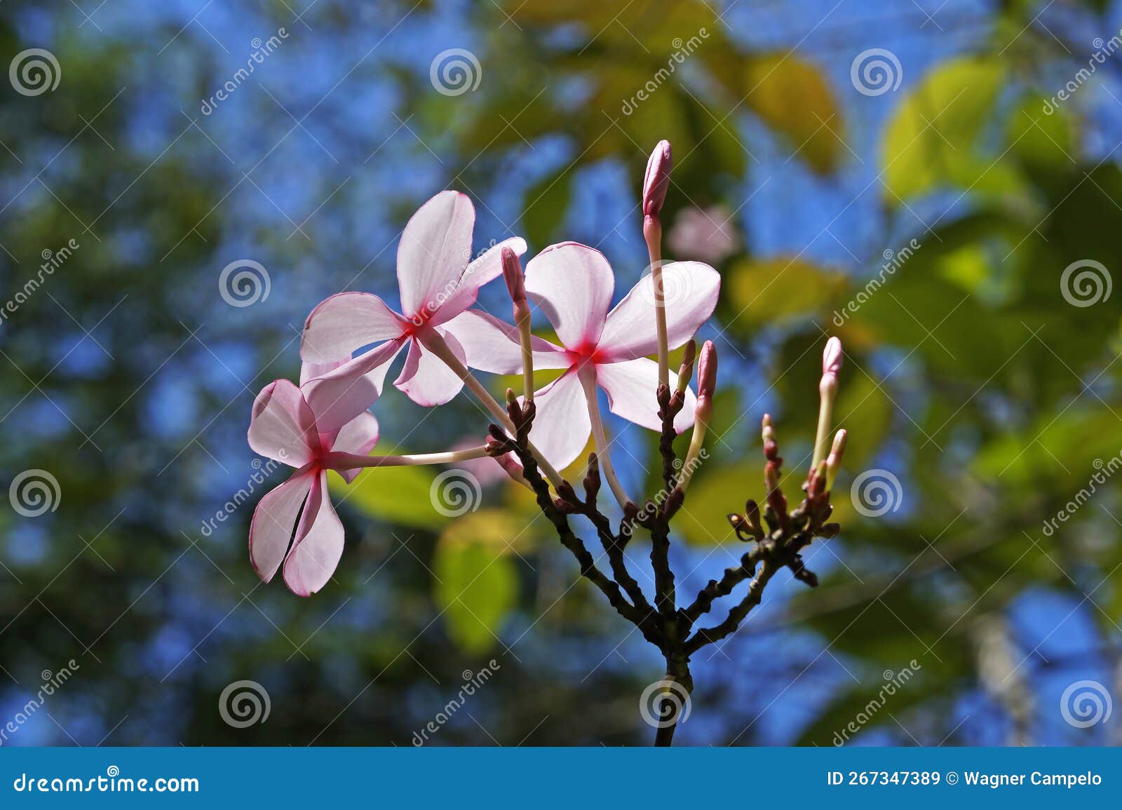 Shrub Vinca or Pink Gardenia. Kopsia Fruticosa, on Tropical Garden ...