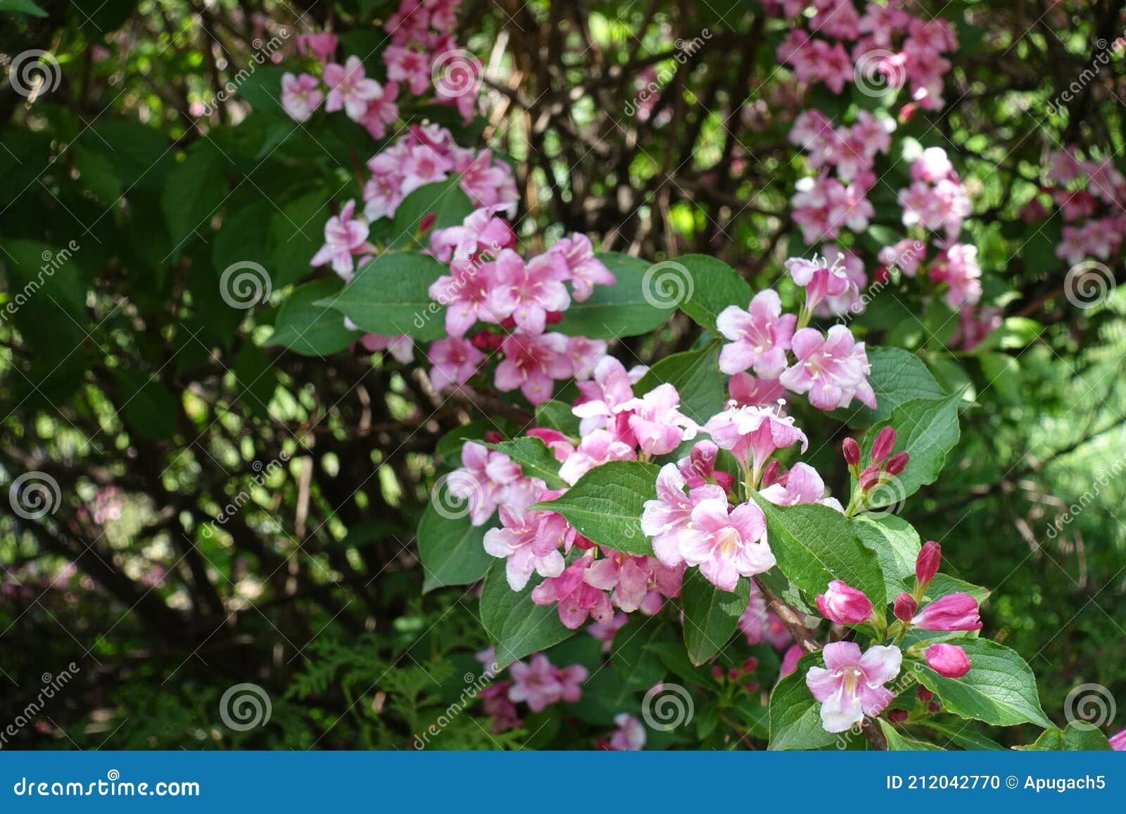 Shrub of Weigela Florida in Full Bloom in May Stock Photo Image of