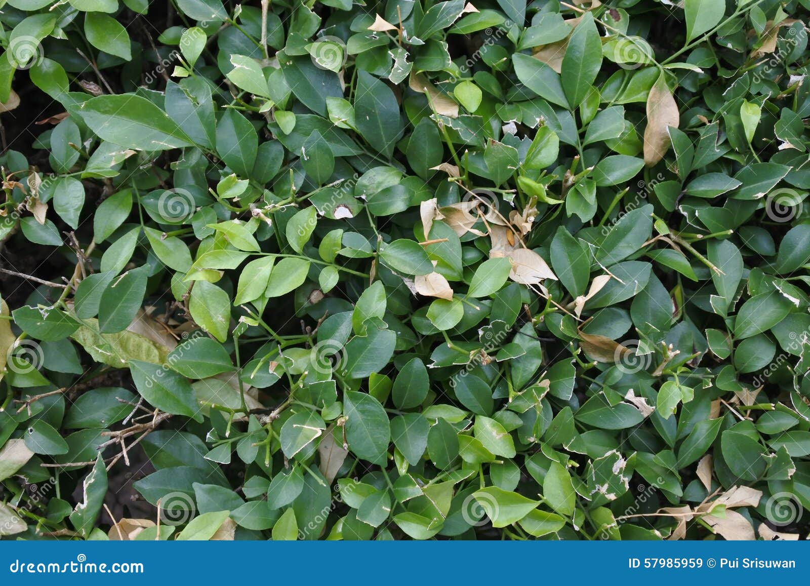 Shrubbery stock image. Image of plant, shrubbery, shrub 57985959