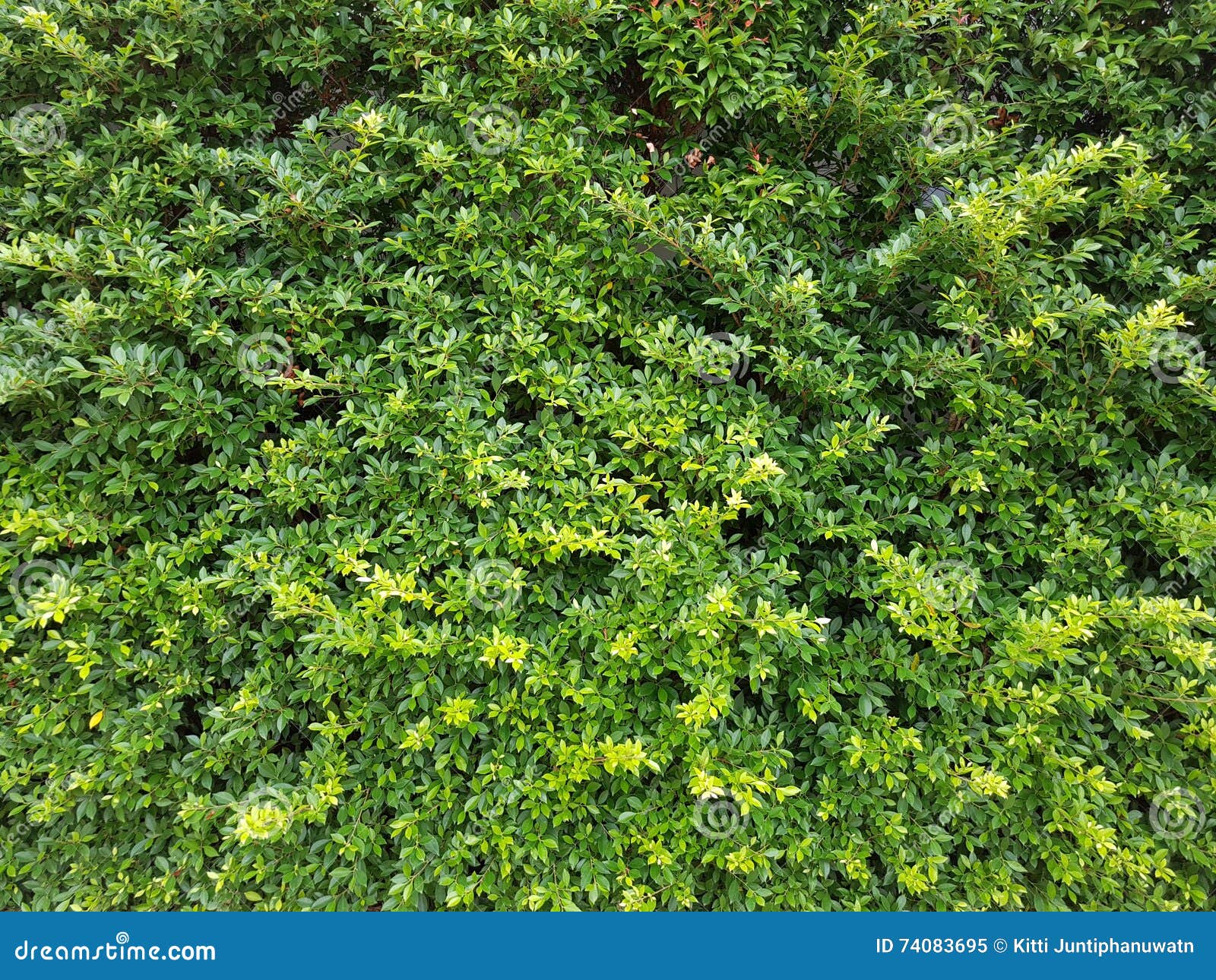 Shrubbery RoyaltyFree Stock Photo 74083695