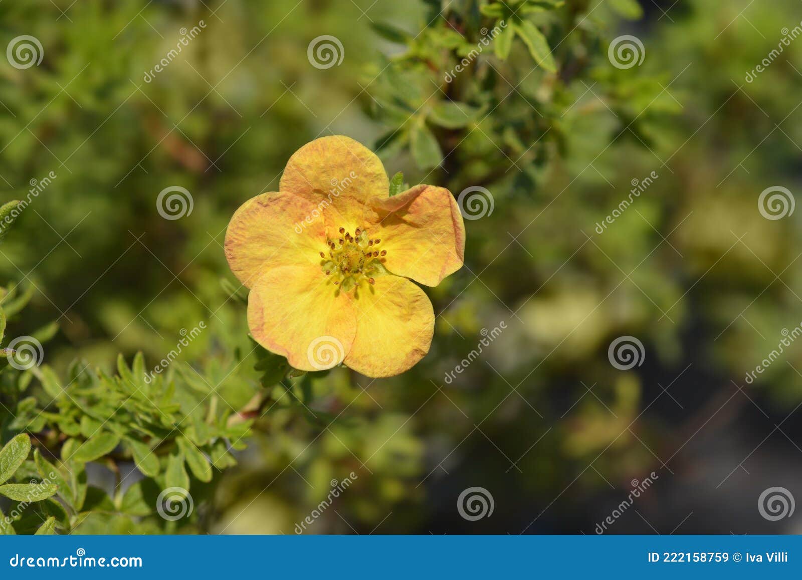 shrubby cinquefoil bella sol