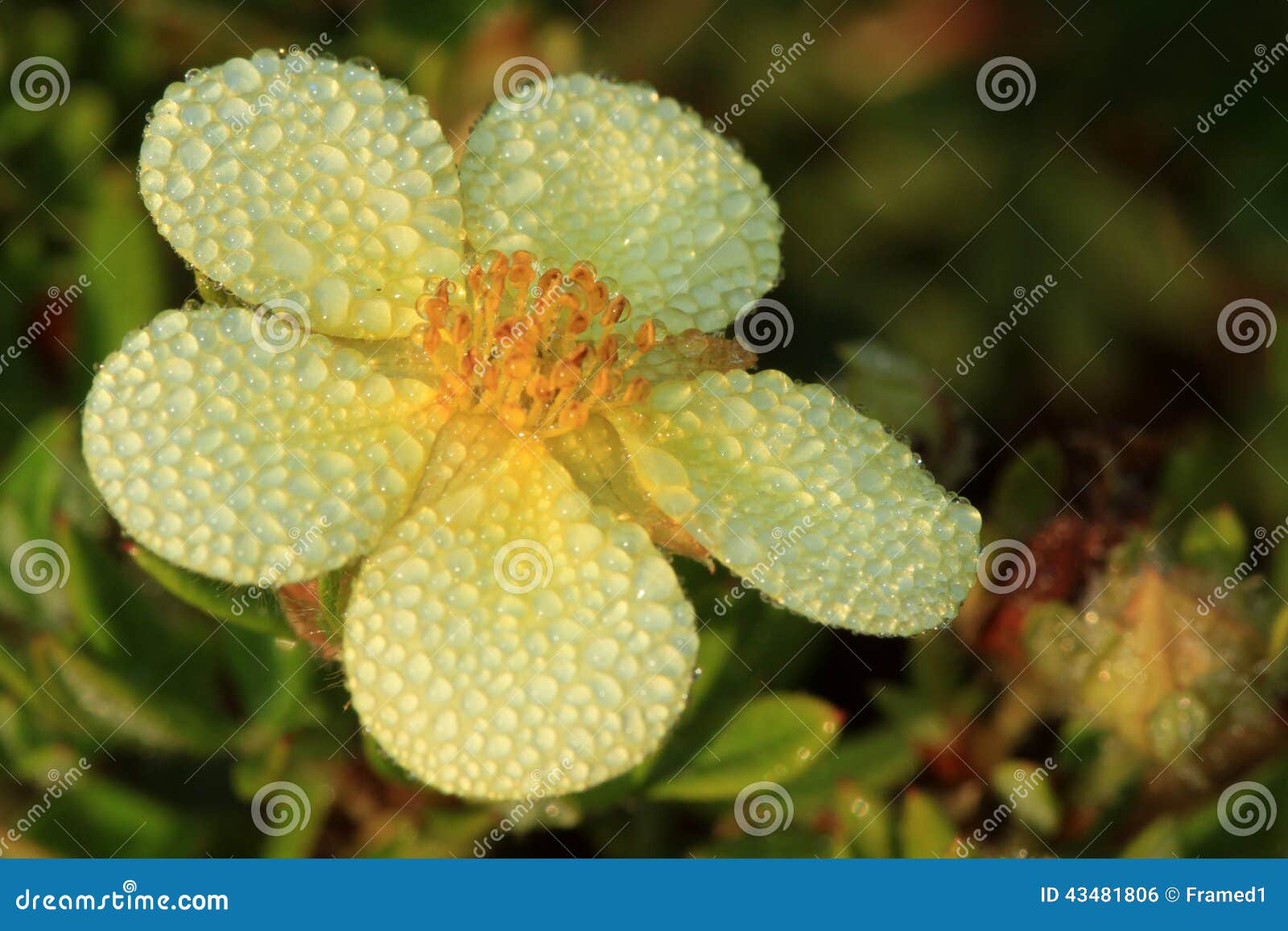 shrubby cinquefoil flower