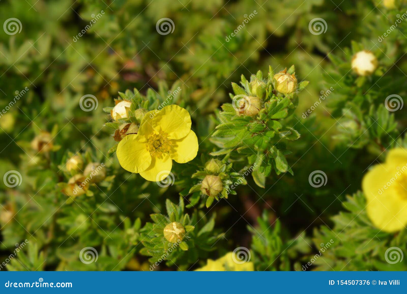 shrubby cinquefoil sommerflor