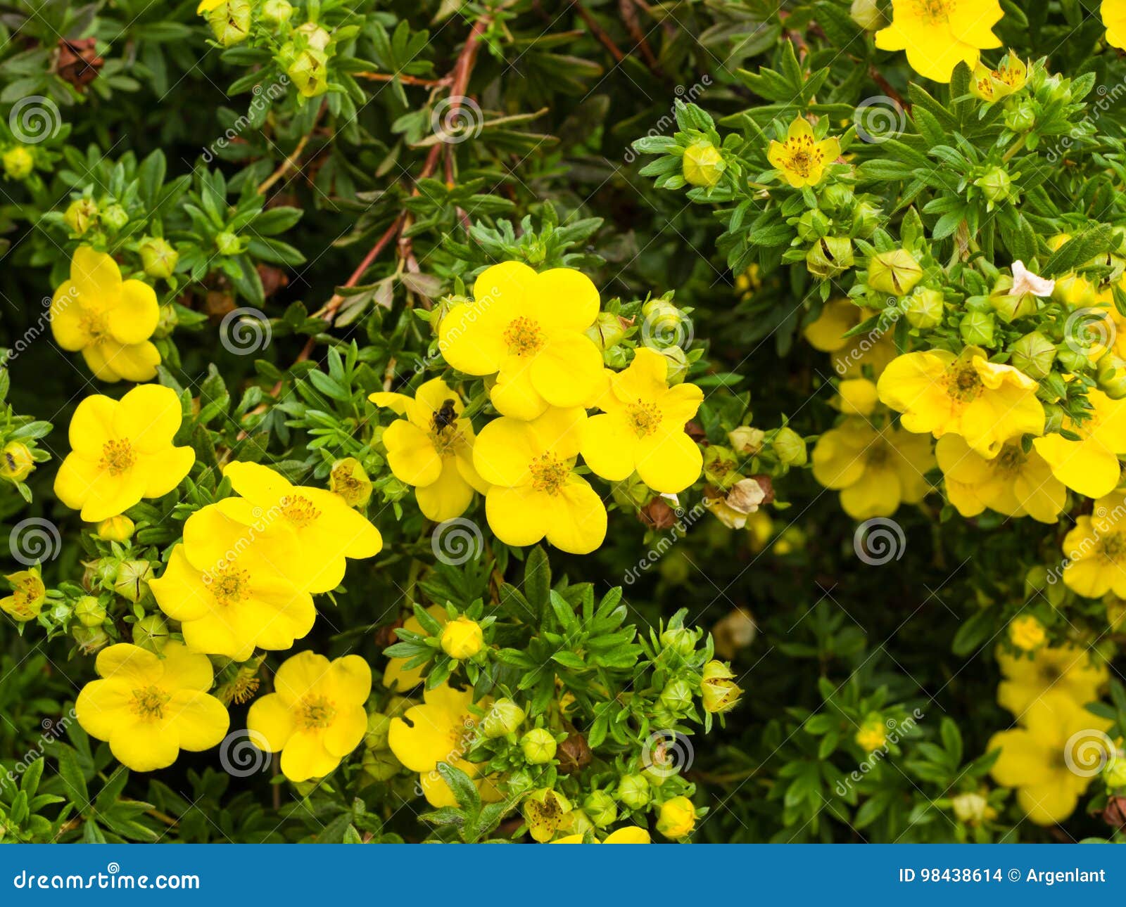 shrubby cinquefoil tundra rose golden hardhack dasiphora fruticosa flowers on shrub, macro, selective focus, shallow dof