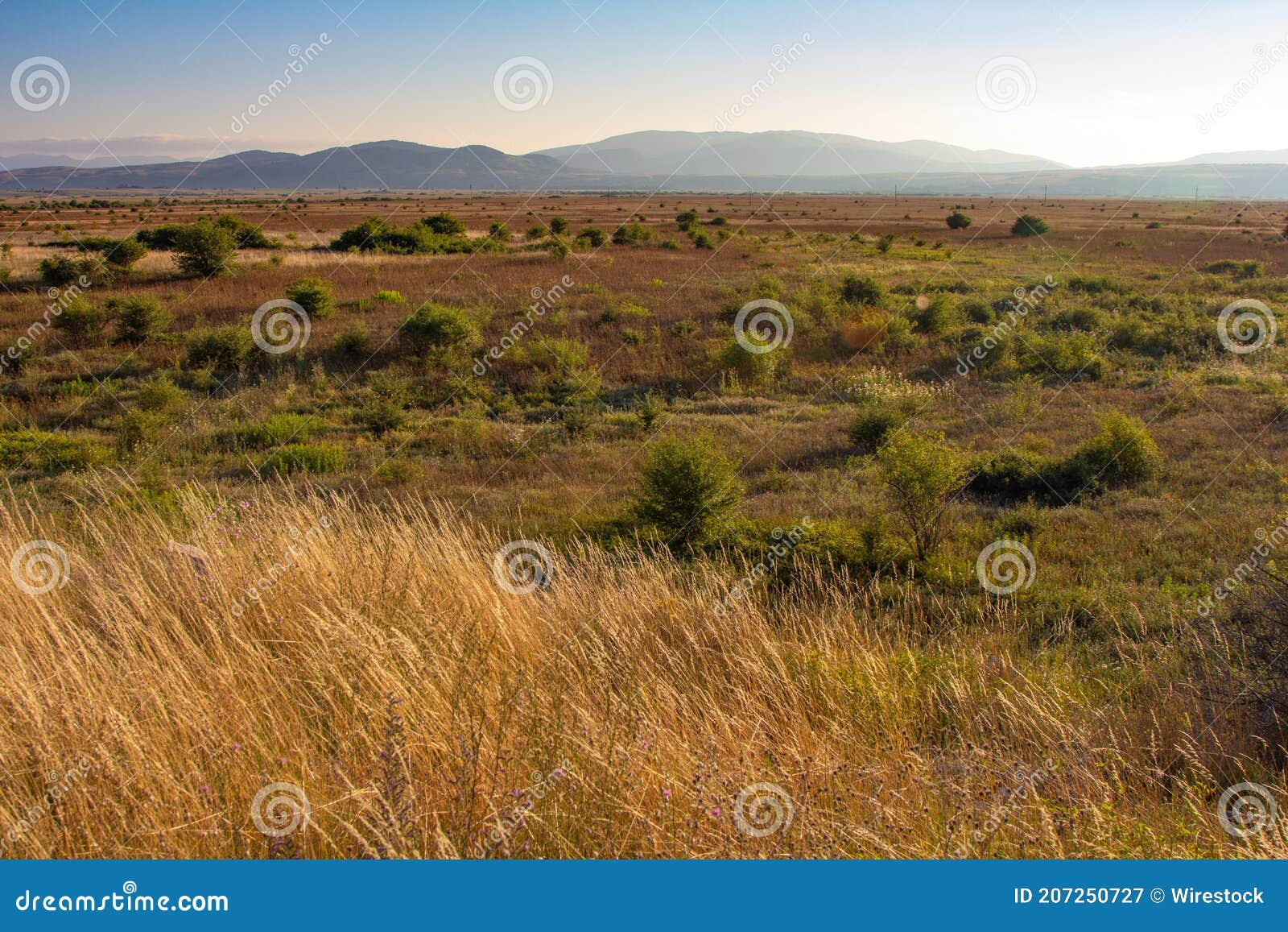 Shrubland Vegetation in Mediterranean Stock Image Image of plants, brush 207250727