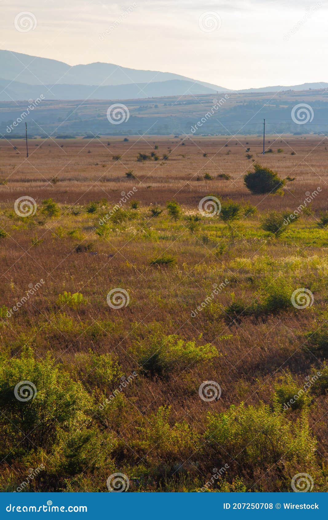 Shrubland Vegetation in Mediterranean Stock Photo Image of plants