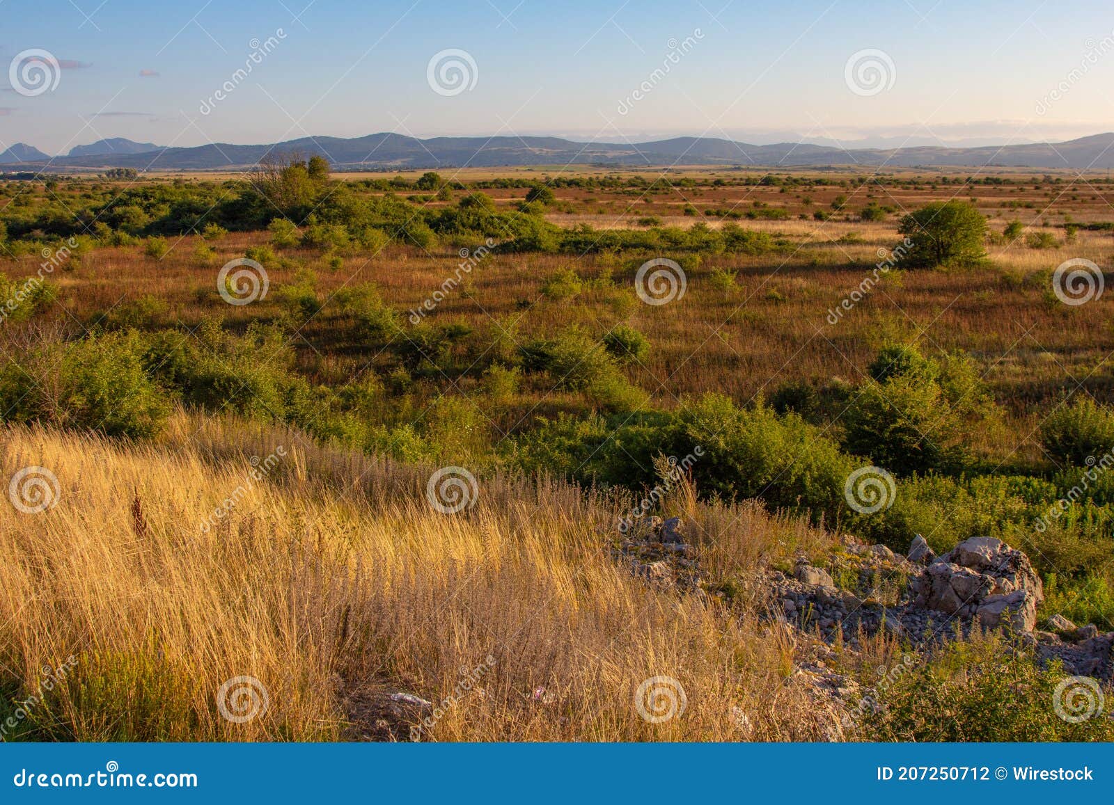 Shrubland Vegetation in Mediterranean Stock Photo Image of plants