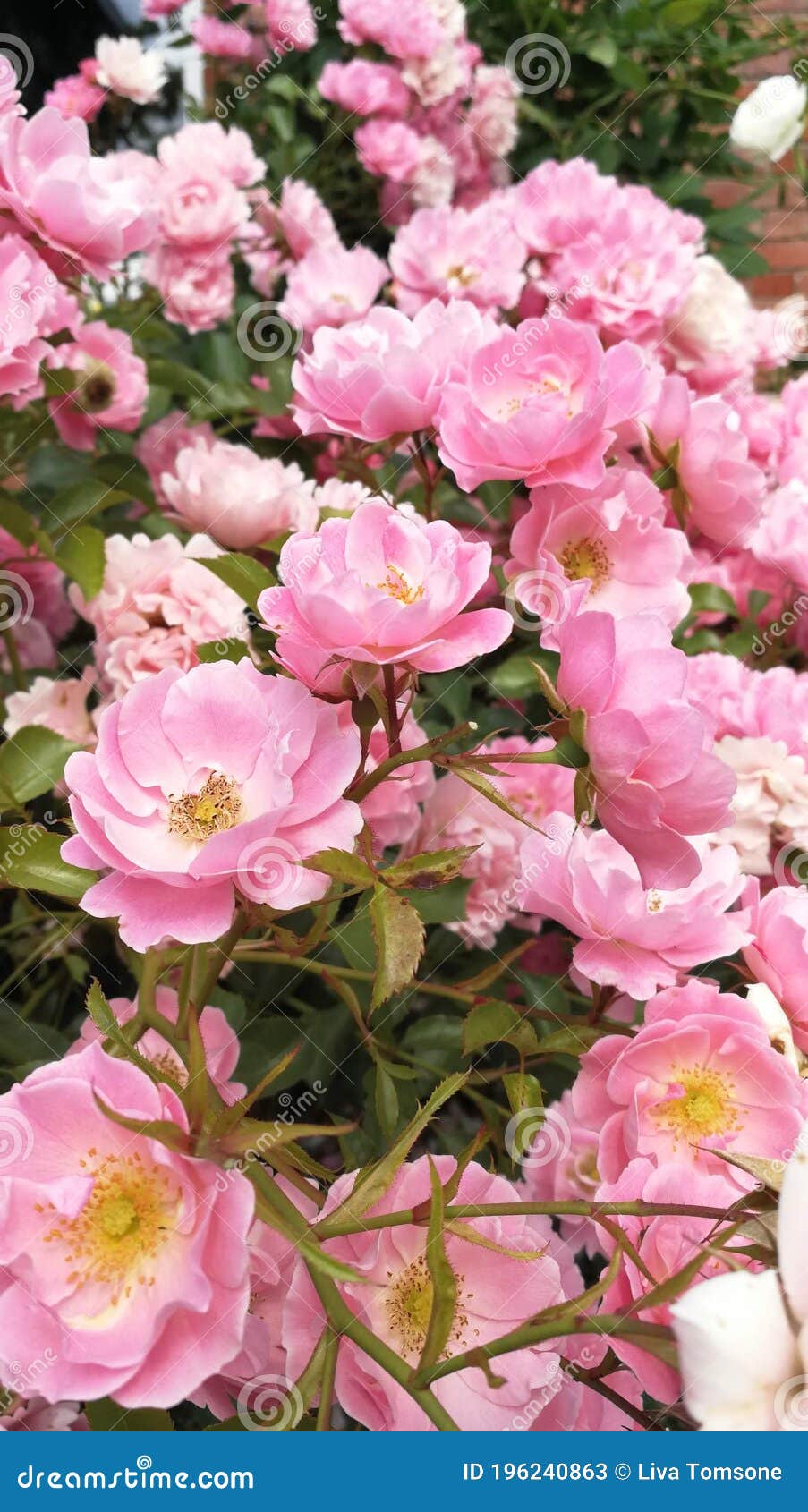 shrublet rose sommerwind with yellow pollen.