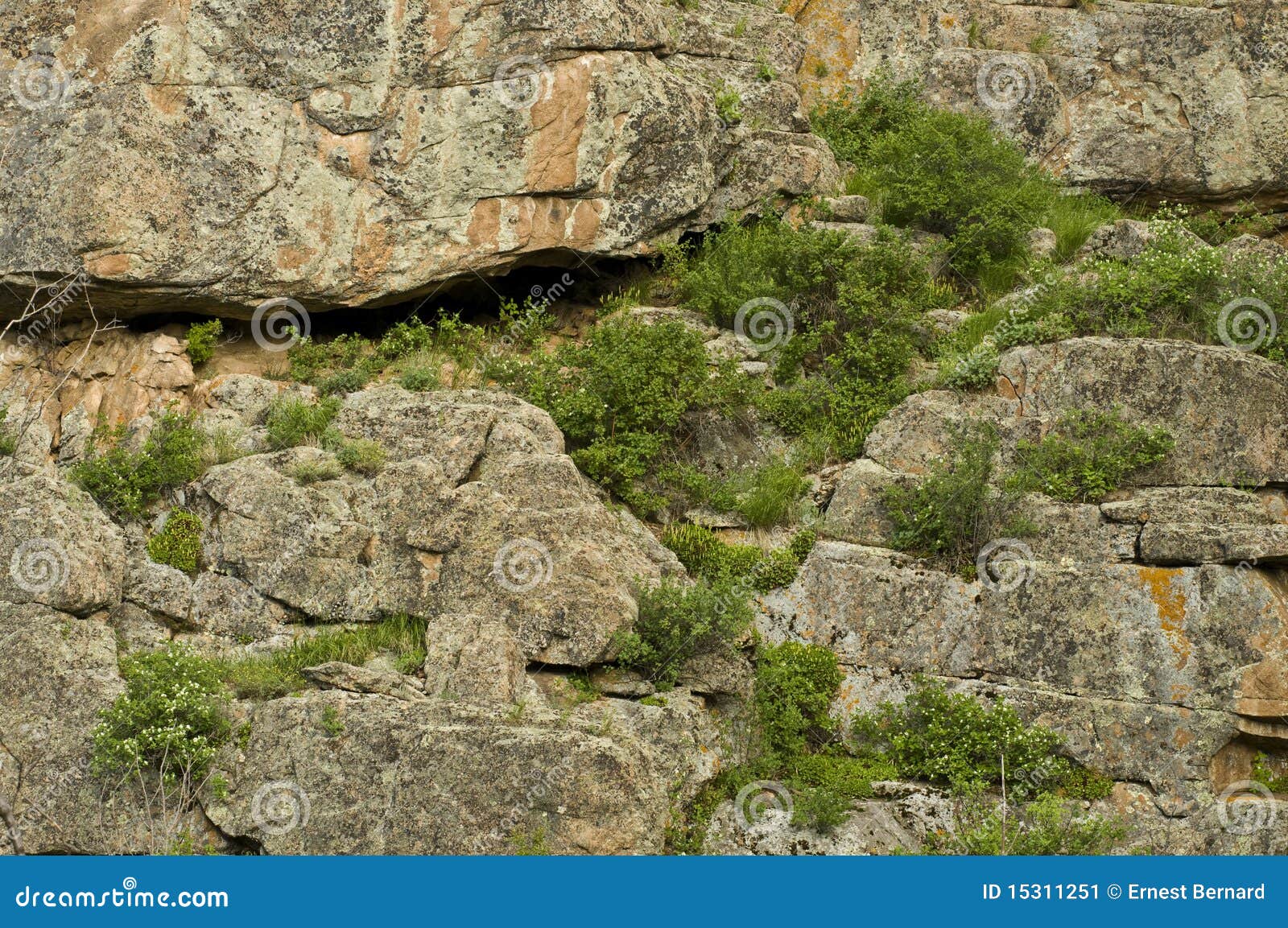 Shrubs Growing in Granite Outcrop Stock Image Image of