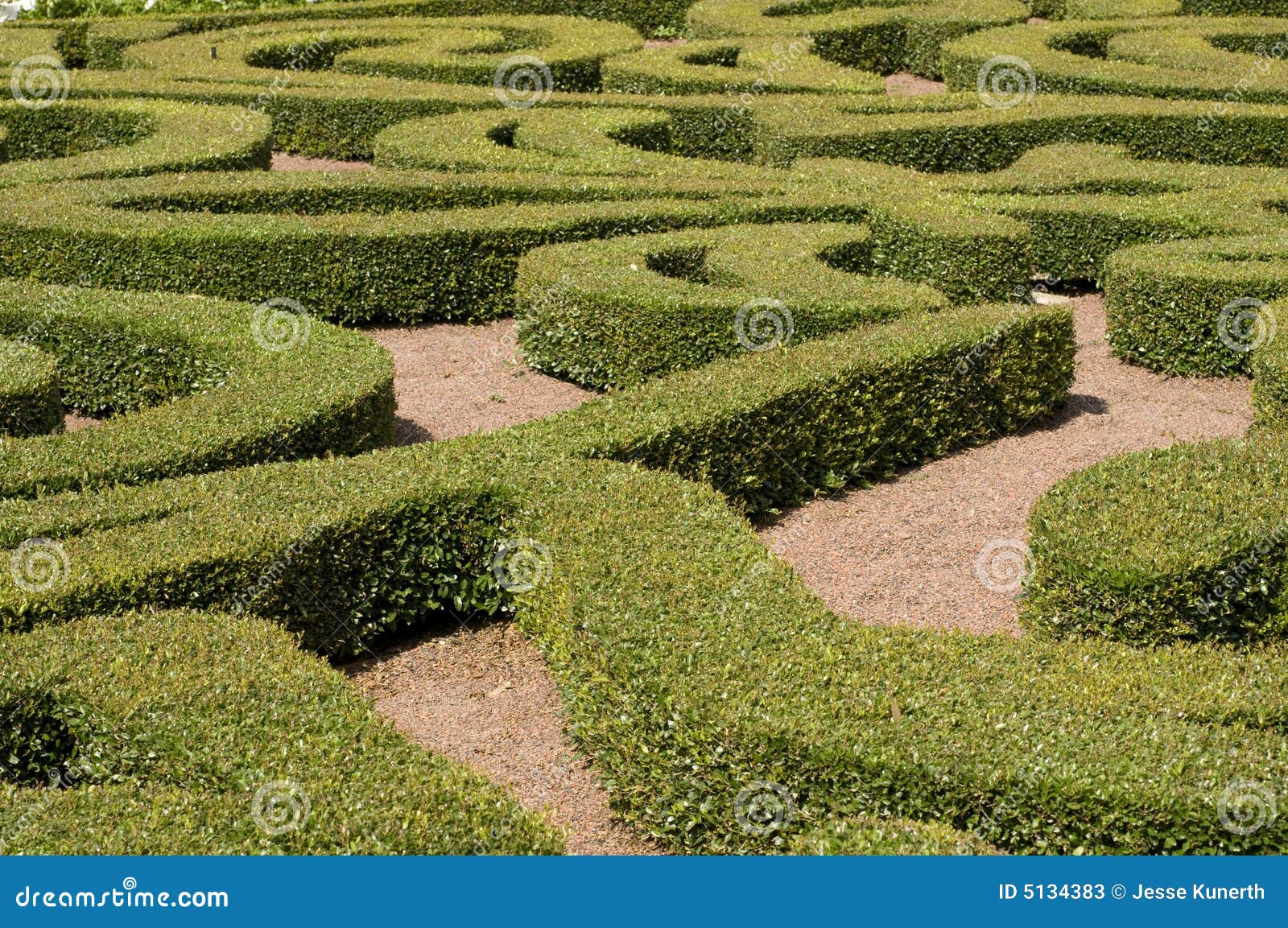 shrubs maze