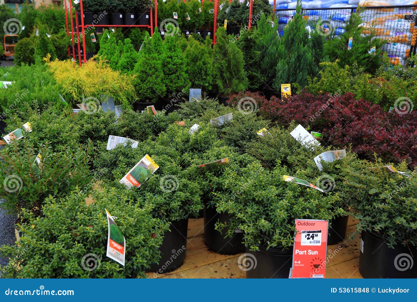 Shrubs Sales editorial stock photo. Image of flower, selling 53615848