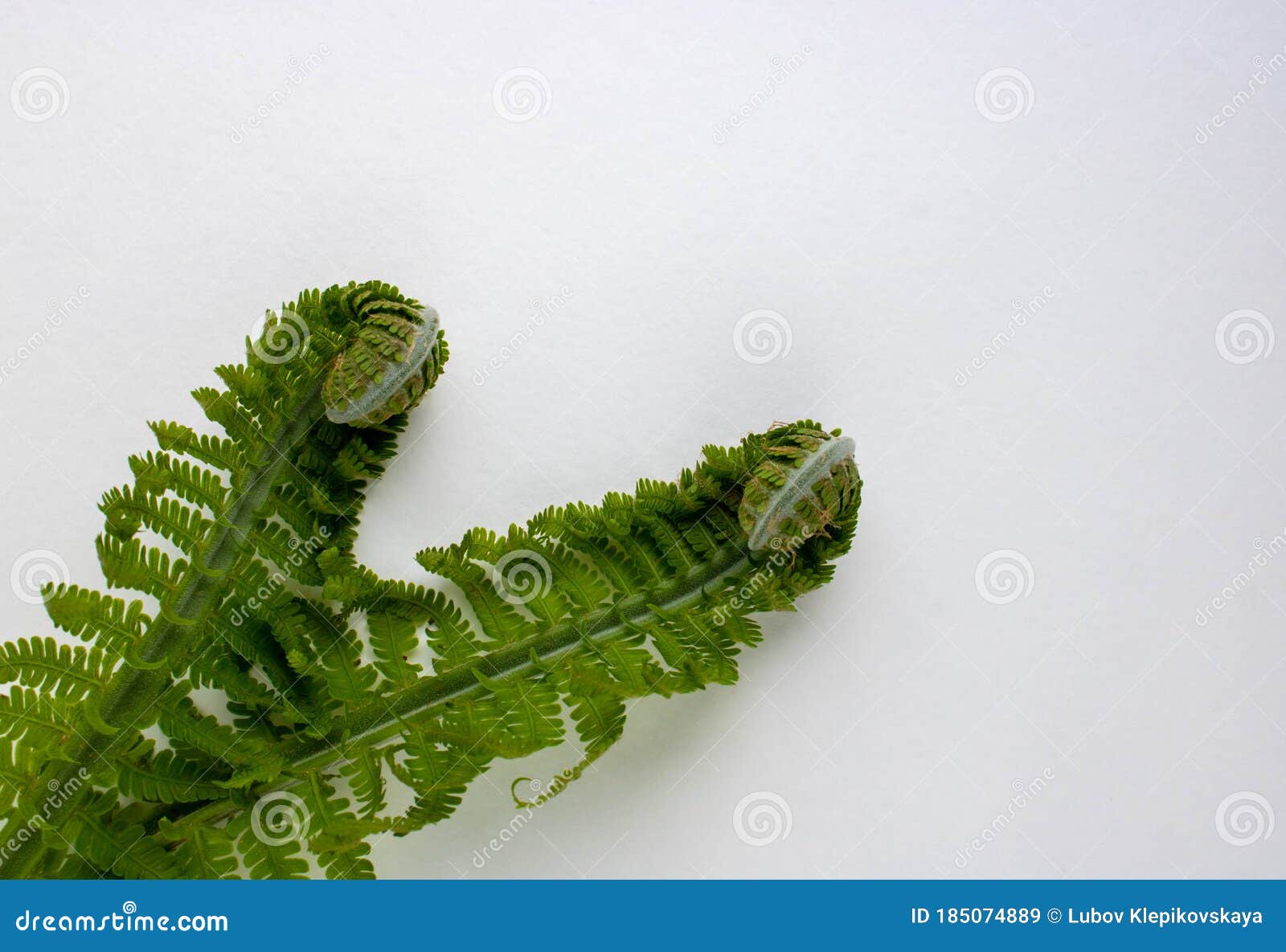 Shuttlecock Fern Matteuccia Spiral Fern Is A Genus Of Ferns With One Species Matteuccia Struthiopteris Common Names Ostrich Fern Stock Image Image Of Fern Circle 185074889