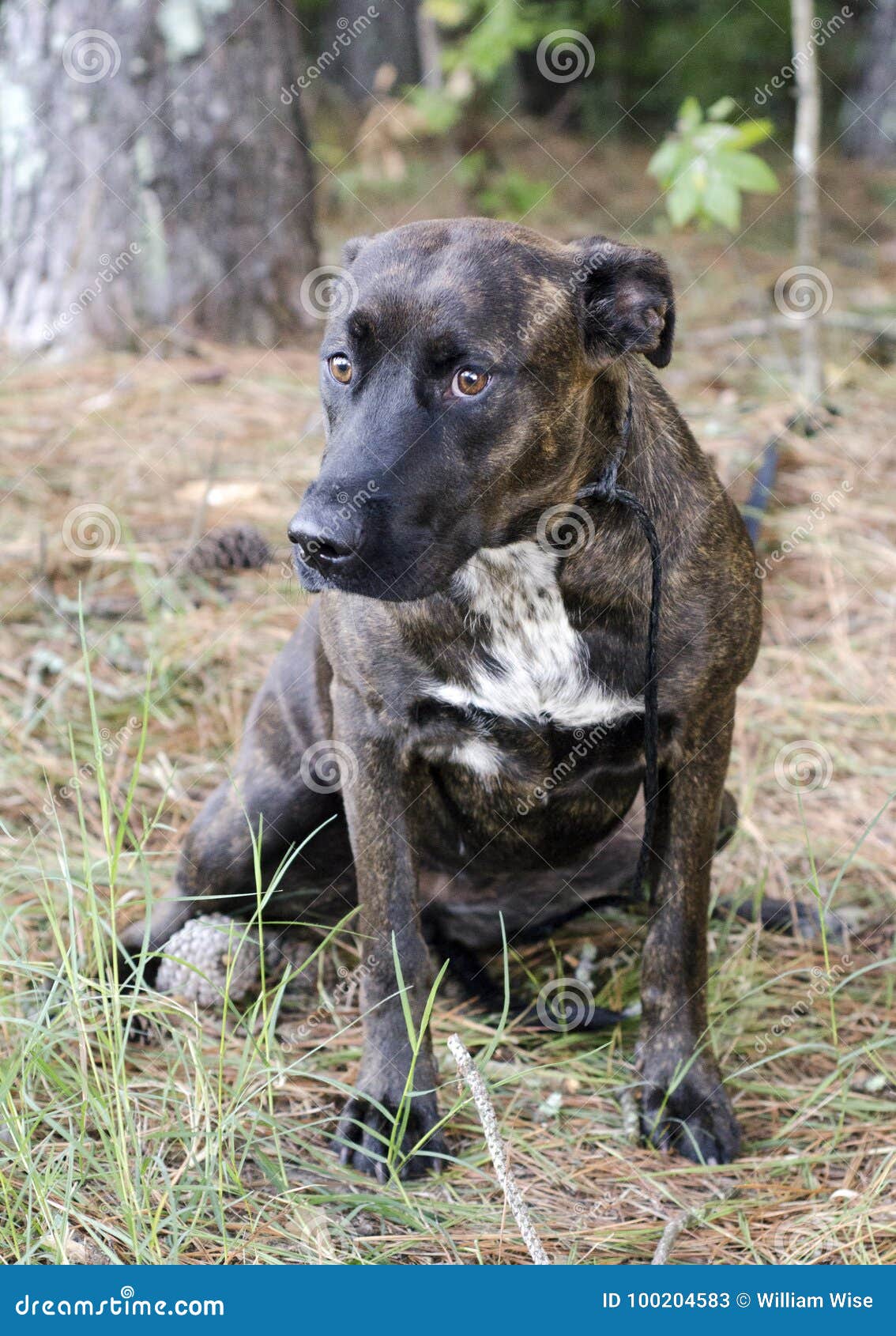 brindle great dane mastiff mix