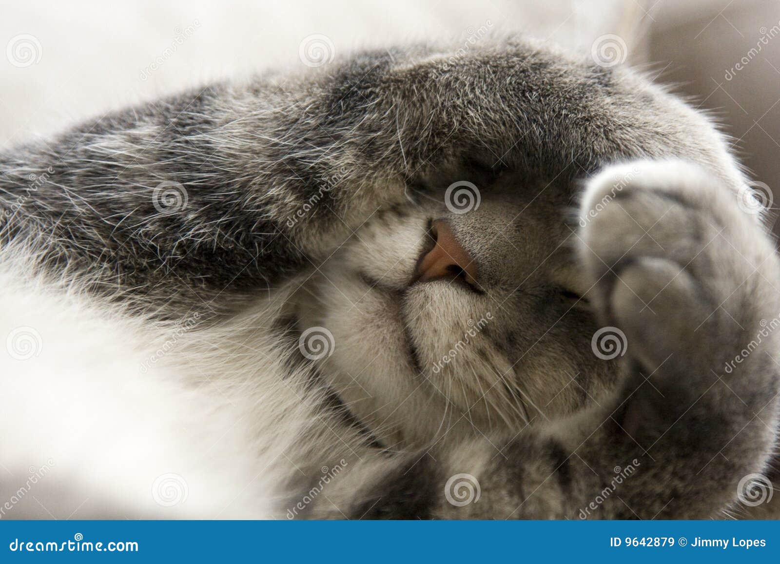 shy cat with paws over face