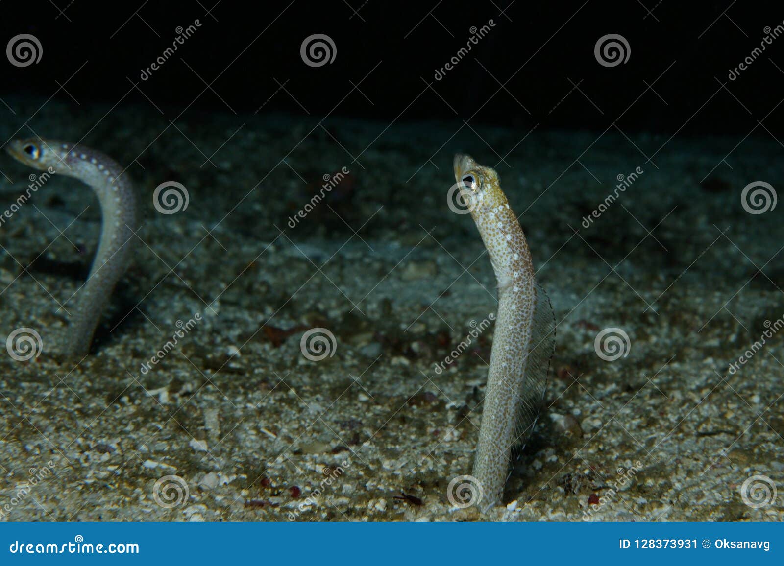 Garden Eels In Aquarium. Garden Eels With Spots Are Heteroconger Hassi