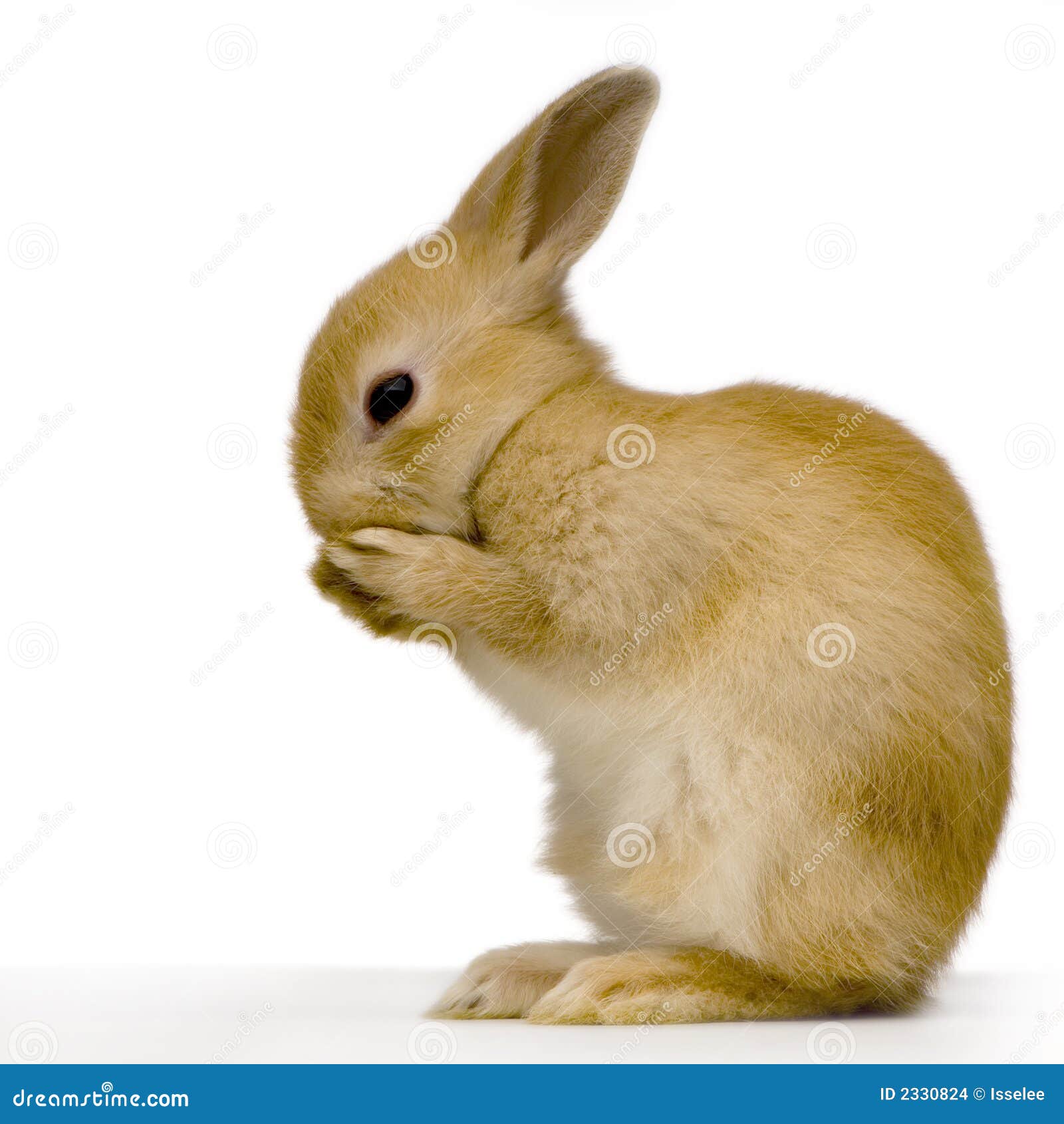 5,358 Shy Animals Stock Photos - Free & Royalty-Free Stock Photos from Dreamstime 5,358 Shy Animals Stock Photos - Free & Royalty-Free Stock Photos from Dreamstime