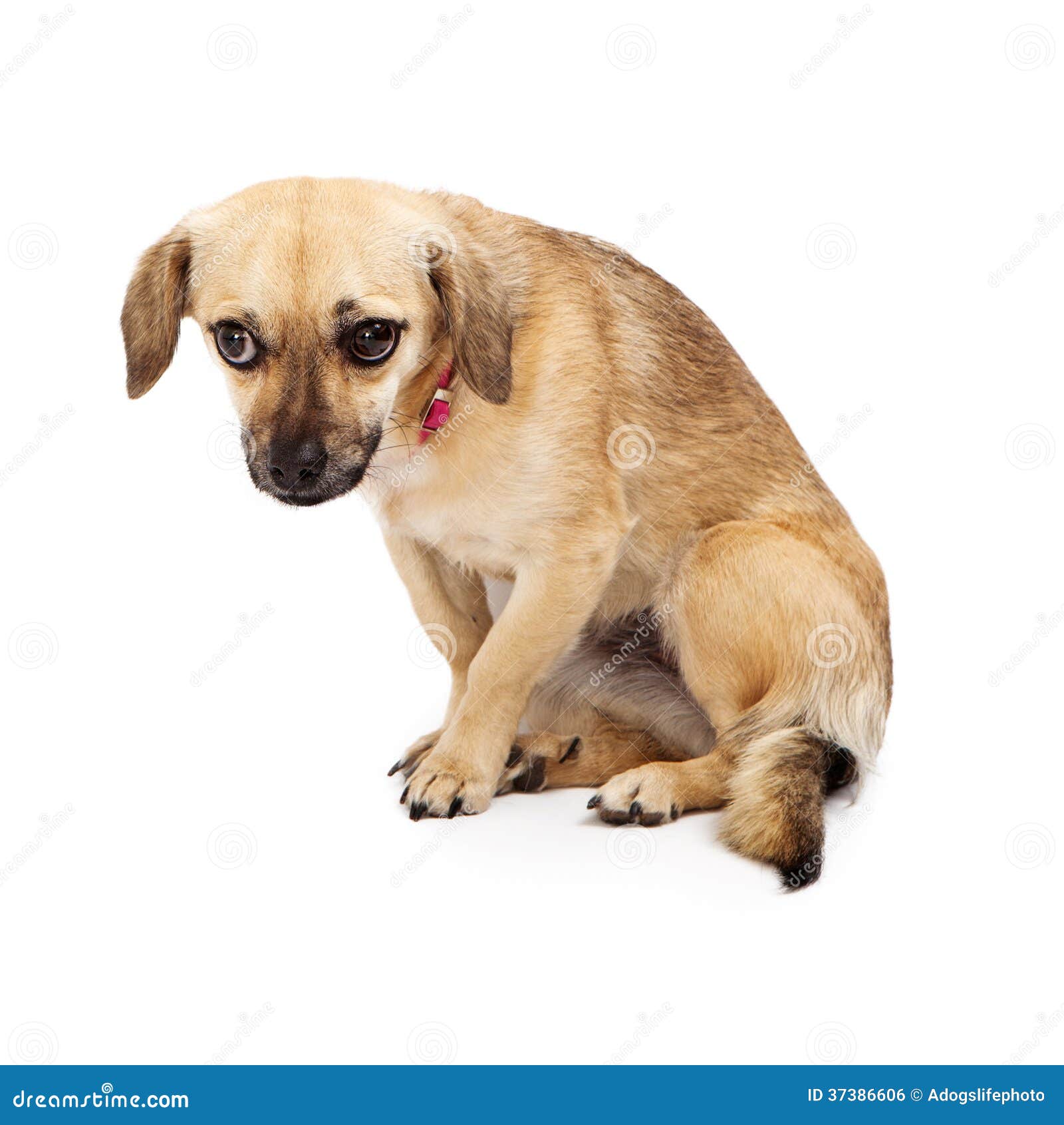 Shy Rescue Dog stock photo. Image of cutout, timid, animal - 37386606 Shy Rescue Dog stock photo. Image of cutout, timid, animal - 37386606