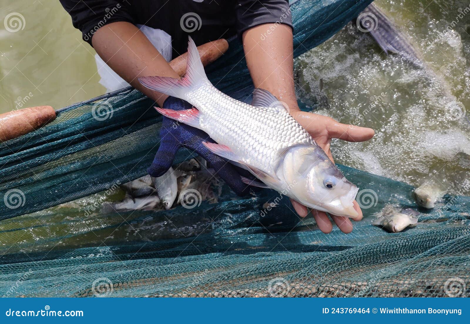 Siam Giant Carp on Farmer Hand Stock Photo Image of mammal, person