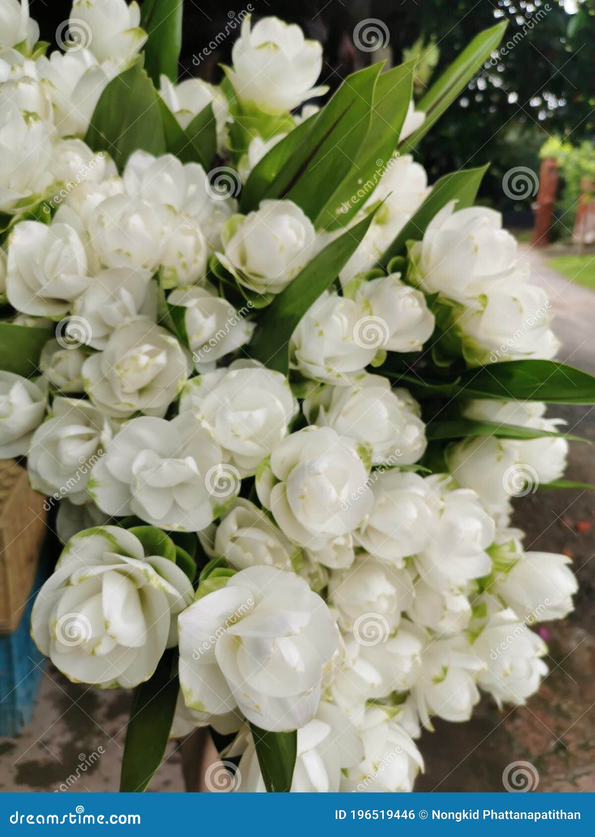 siam or pathumma flowers, white, multi-layered petals arranged in a long bouquet.
