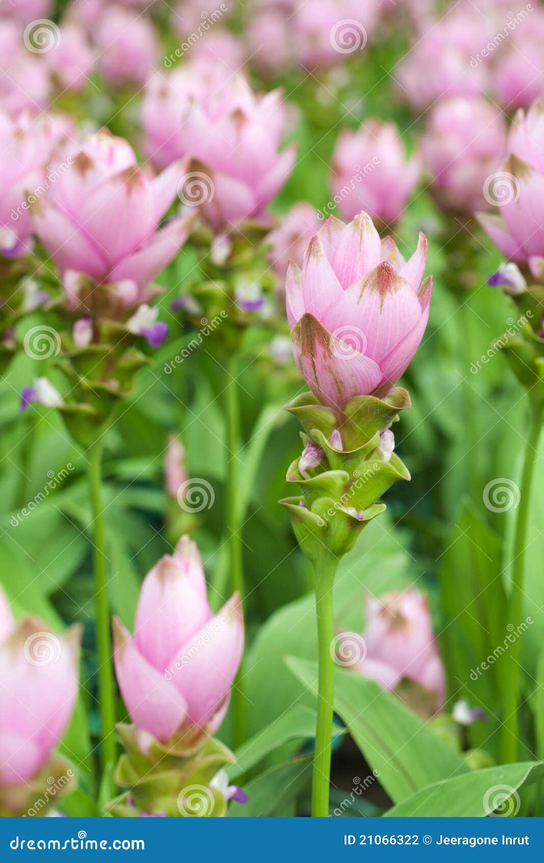 Siam tulip stock photo. Image of chiao, macro, attraction 21066322