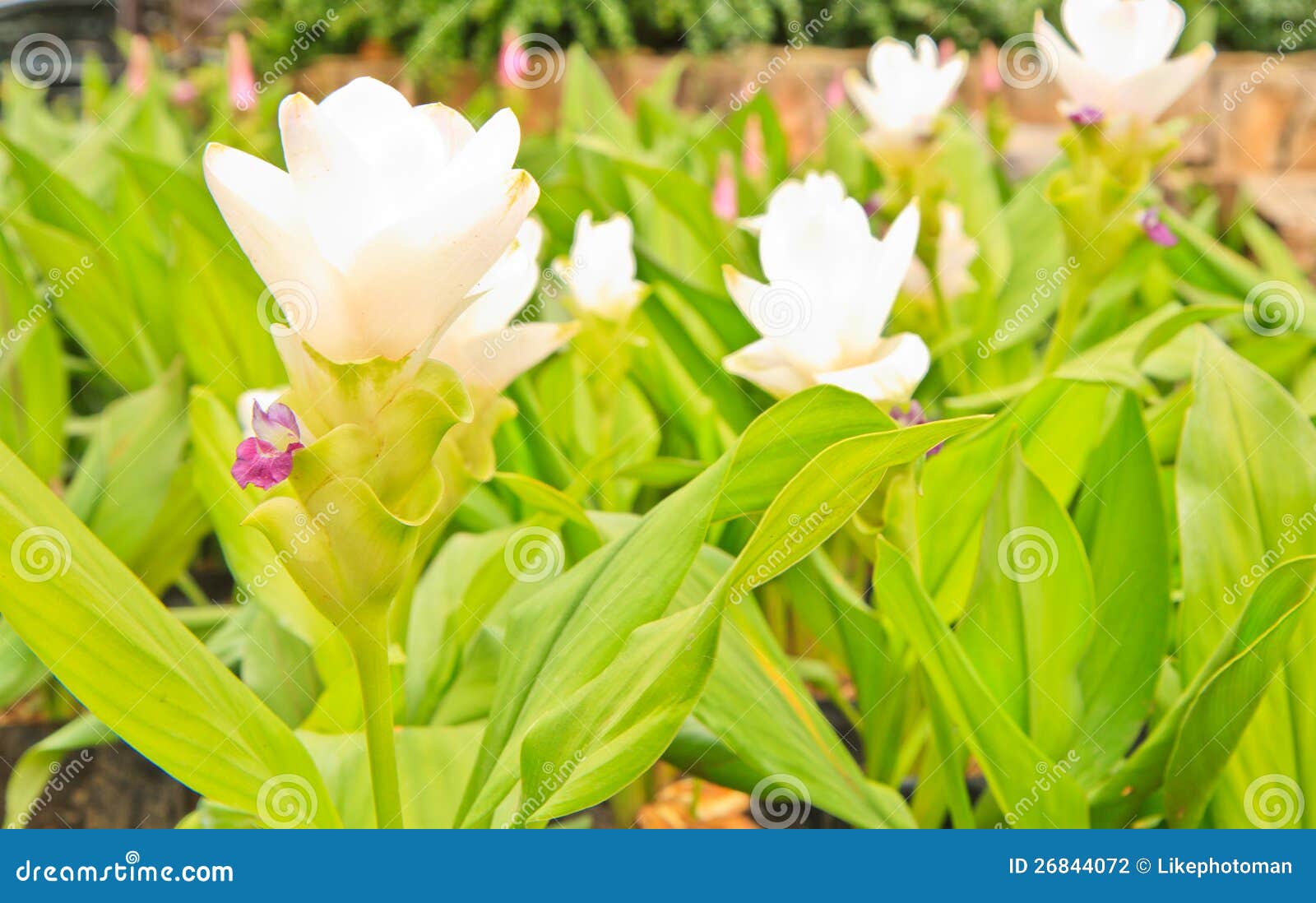 Siam tulip stock photo. Image of floral, botany, asia 26844072