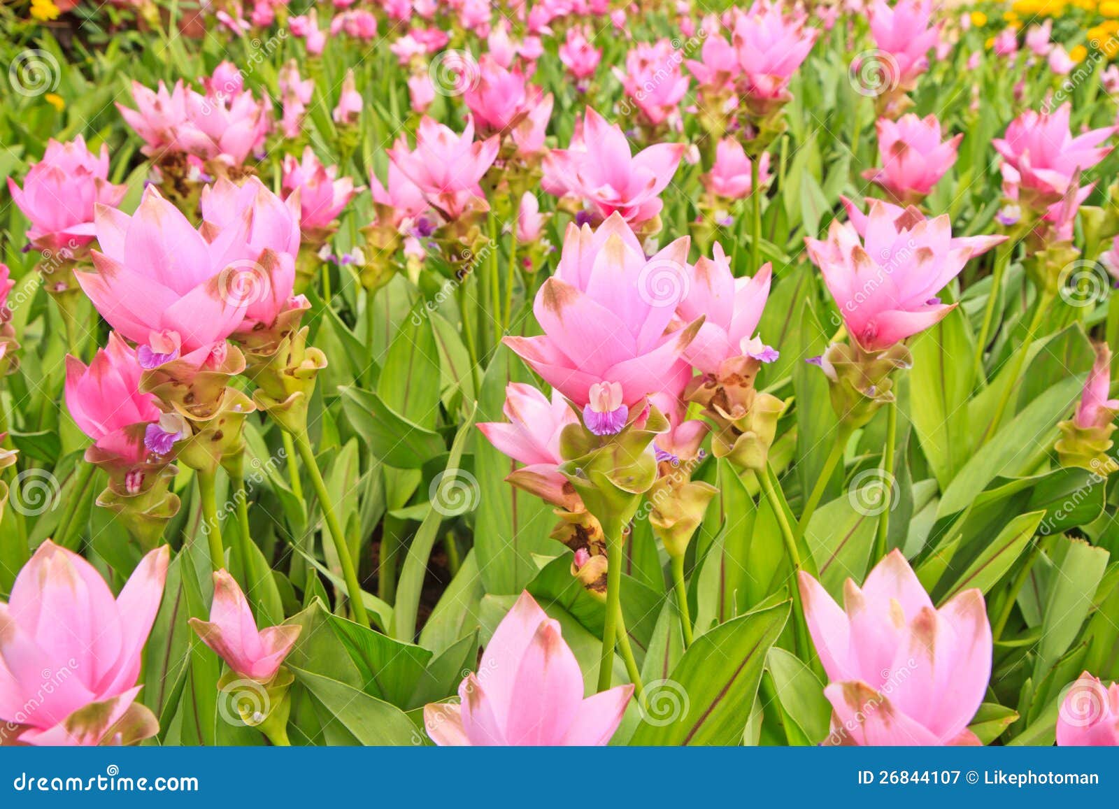 Siam tulip stock image. Image of grow, leaf, pink, beautiful 26844107
