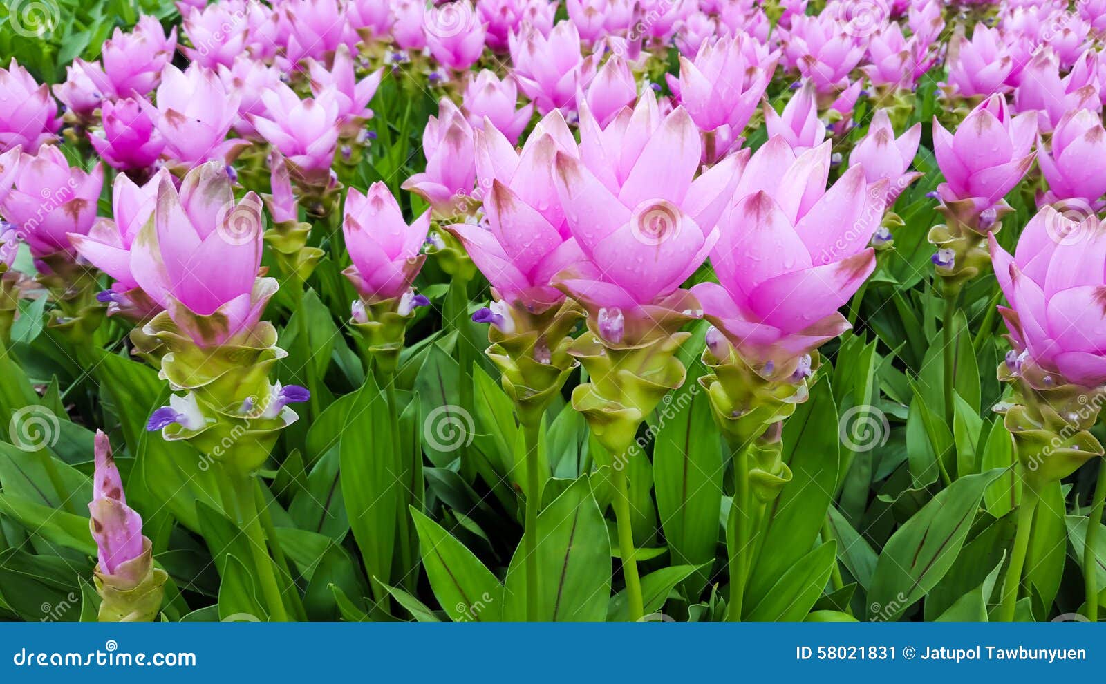Siam Tulip field stock image. Image of background, park 58021831