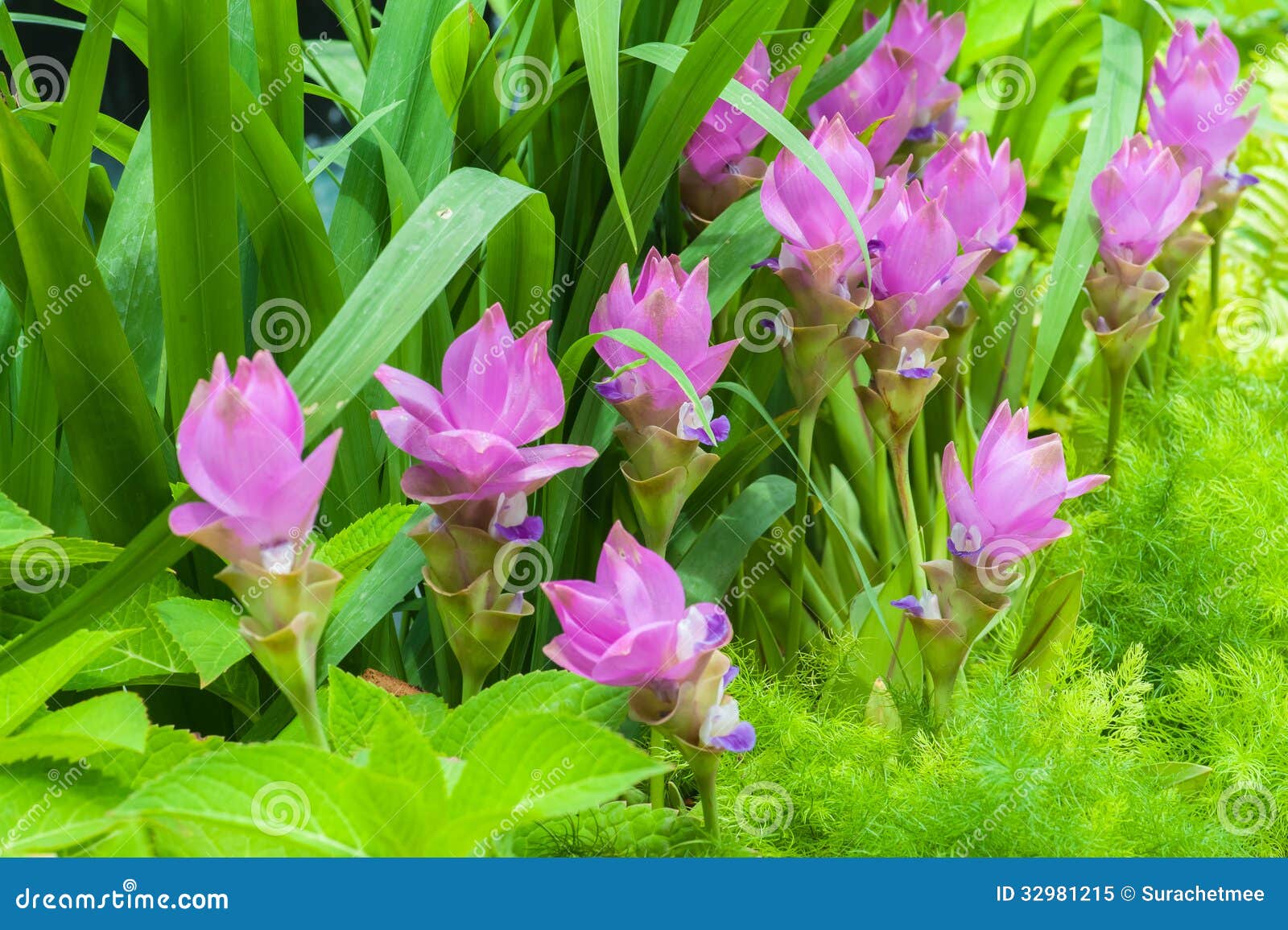 siam tulip flower on garden