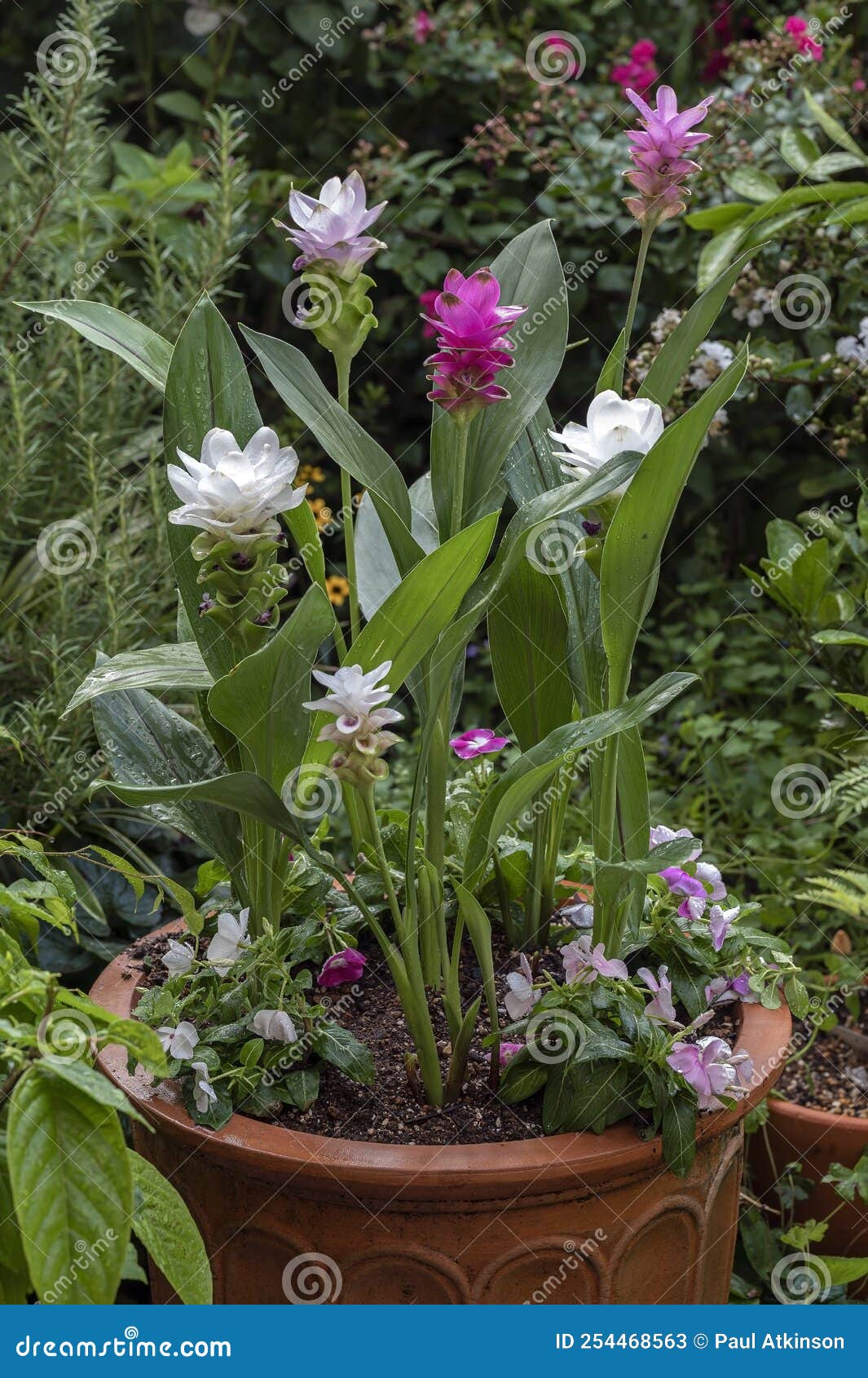 Ginger Root Torture