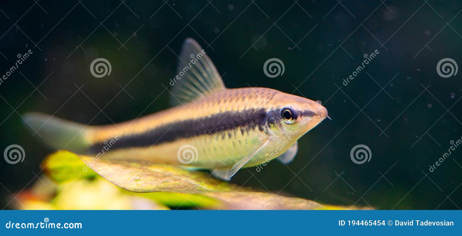 Siamese Algae Eater in a Freshwater Aquarium. Stock Photo - Image of macro,  cleaner: 194465454, image size:1600x817